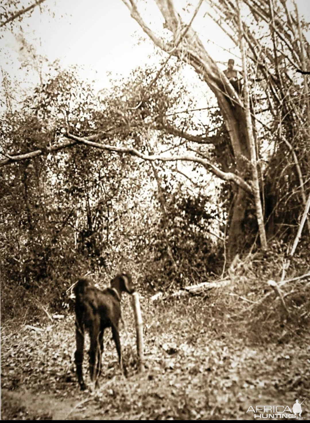 Live Goat Bait Bangladesh