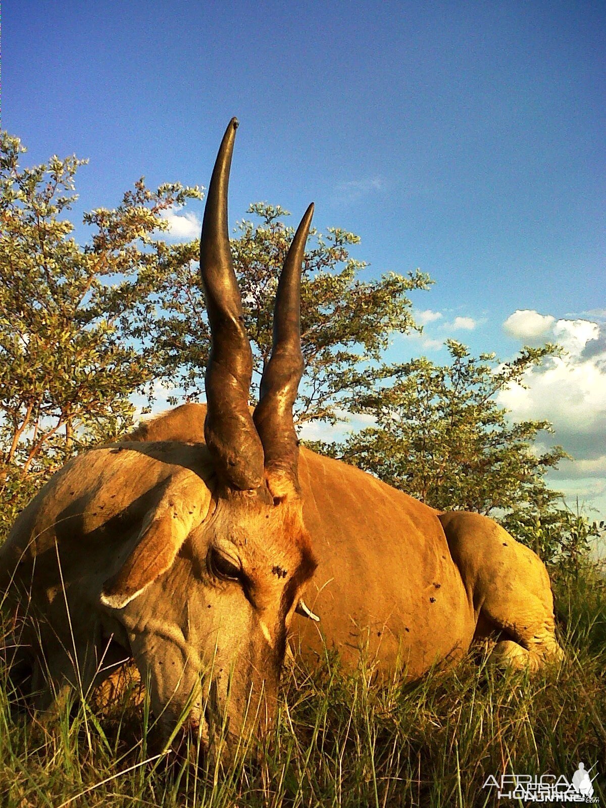 Livingstone Eland Bull