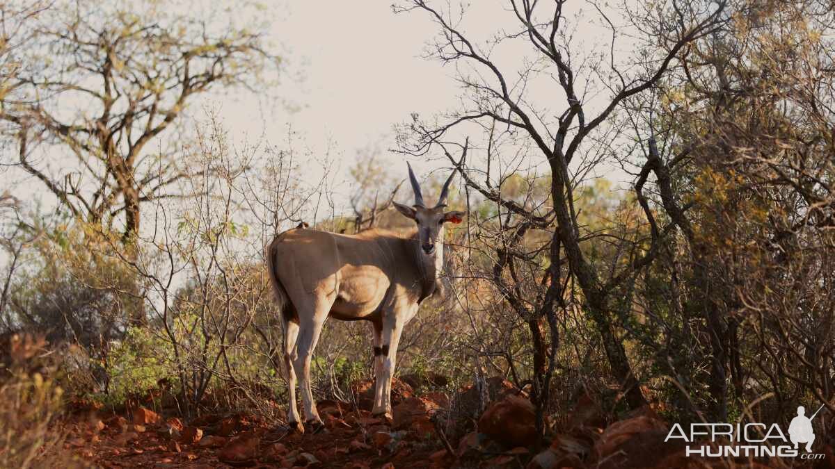 Livingstone Eland Calf