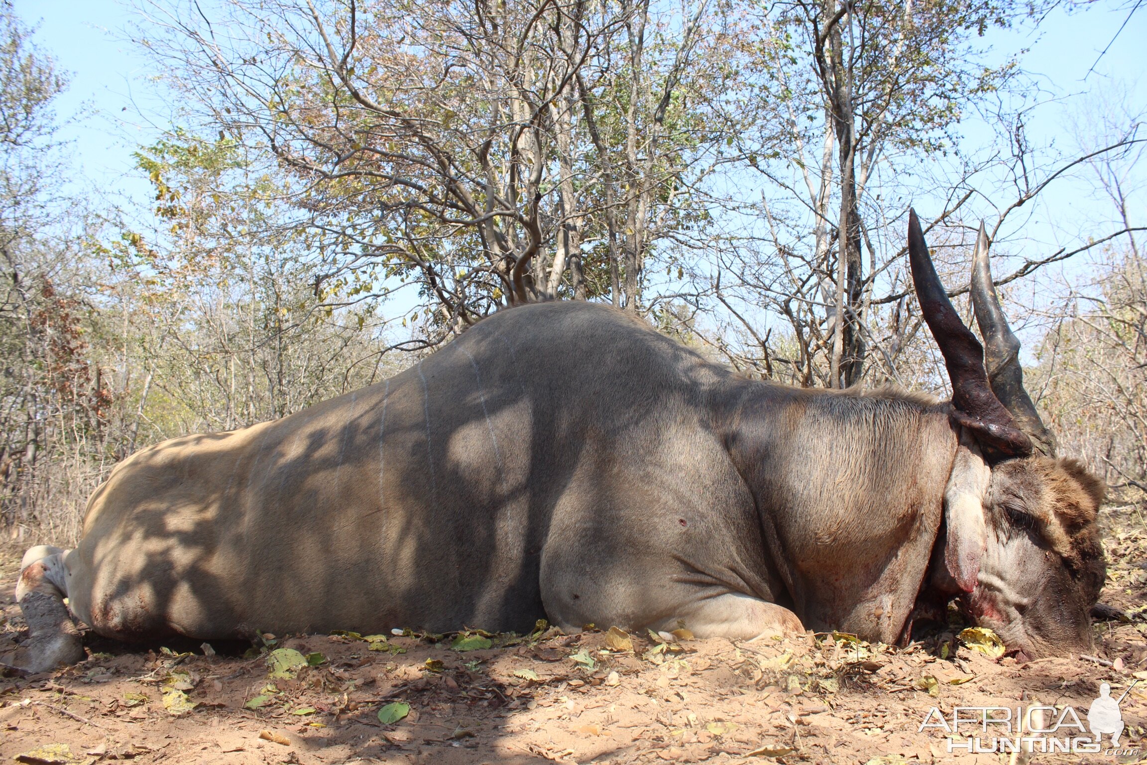 Livingstone Eland Hunting Zimbabwe