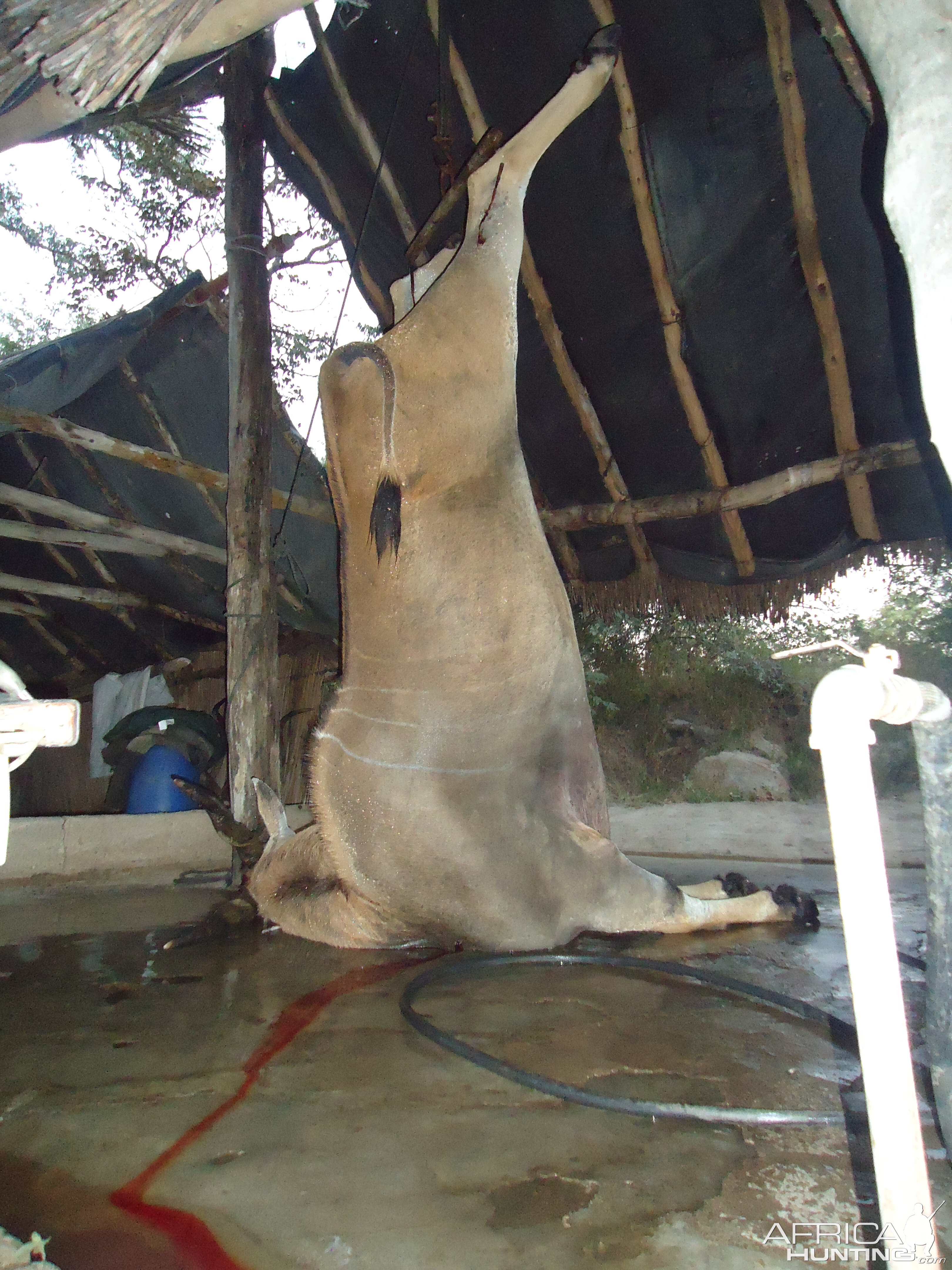 Livingstone Eland Zimbabwe Hunting