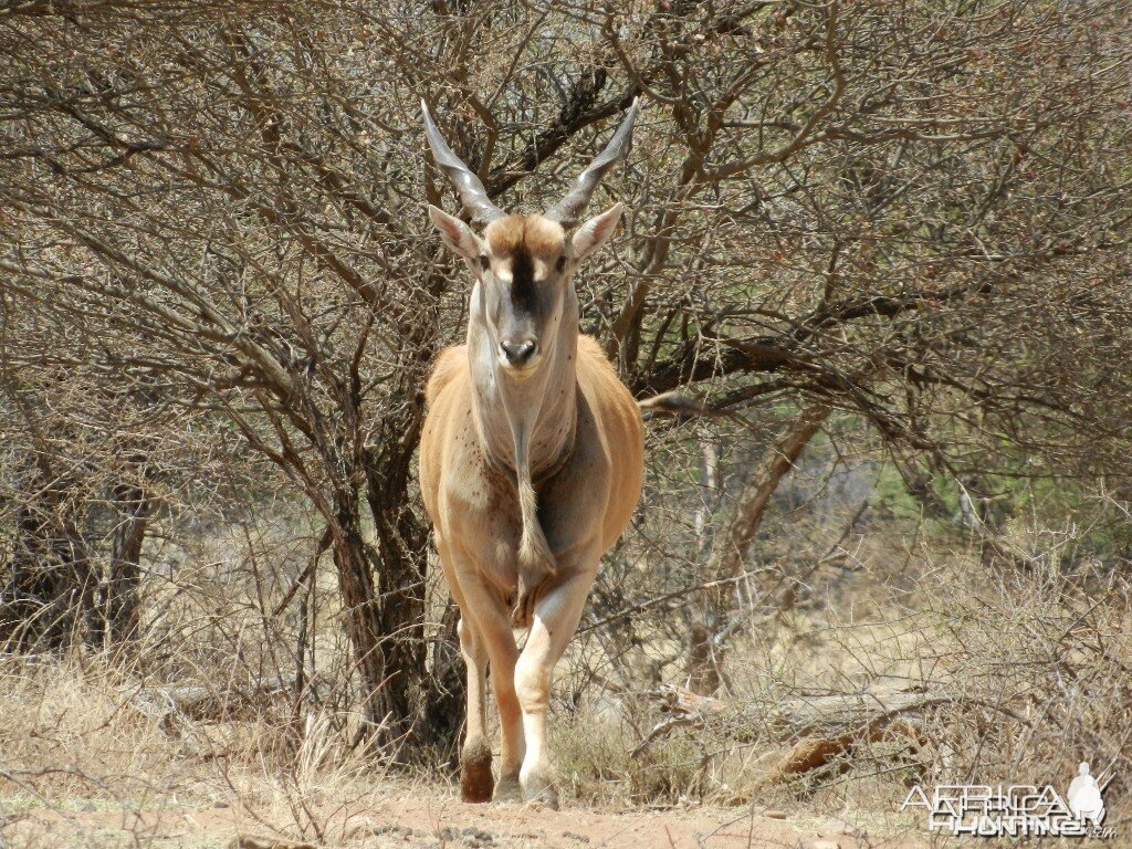 livingstone eland