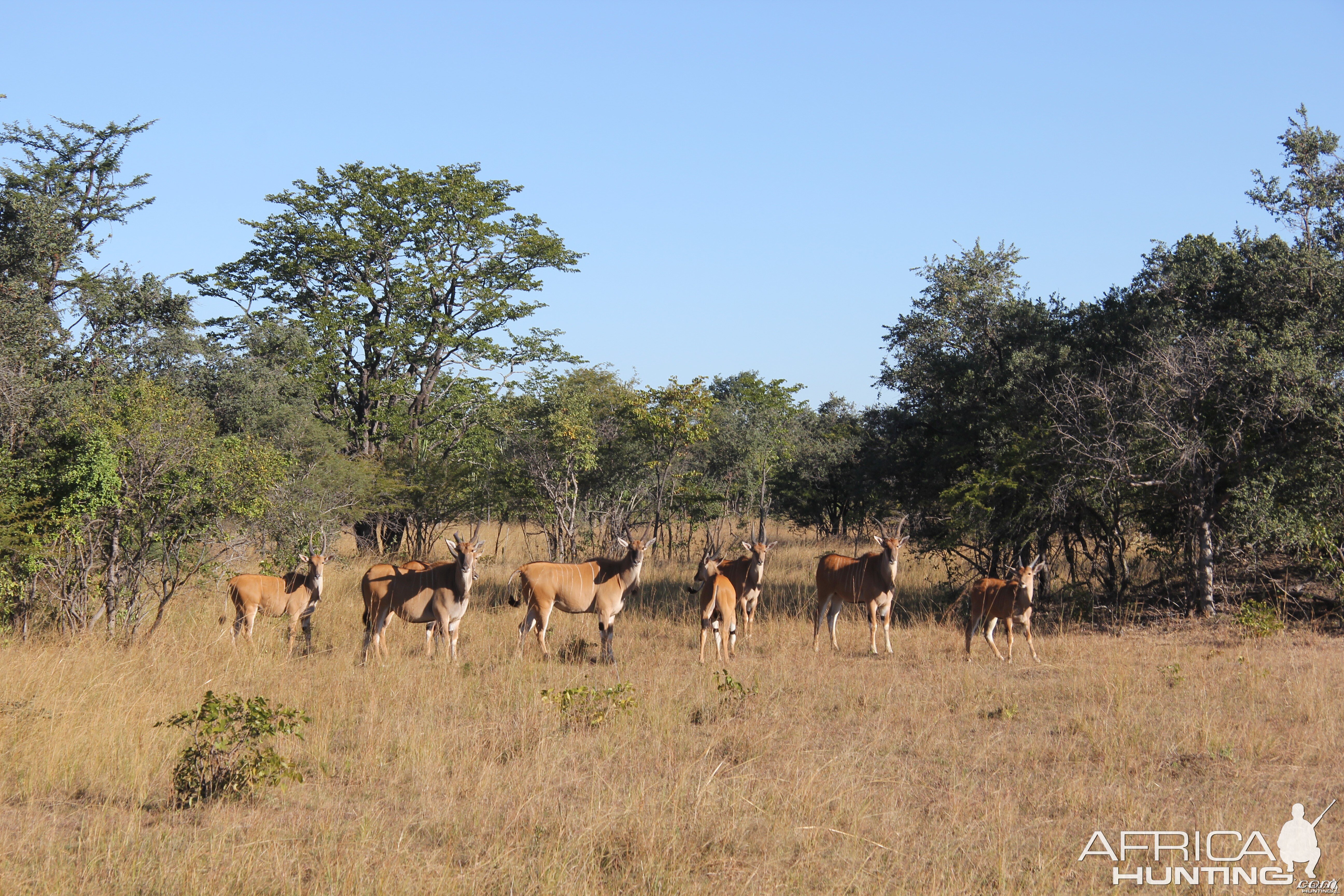 Livingstone Eland