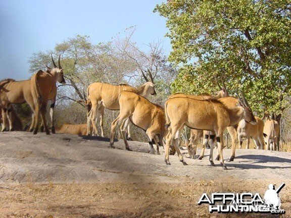 Livingstone's eland Zambia