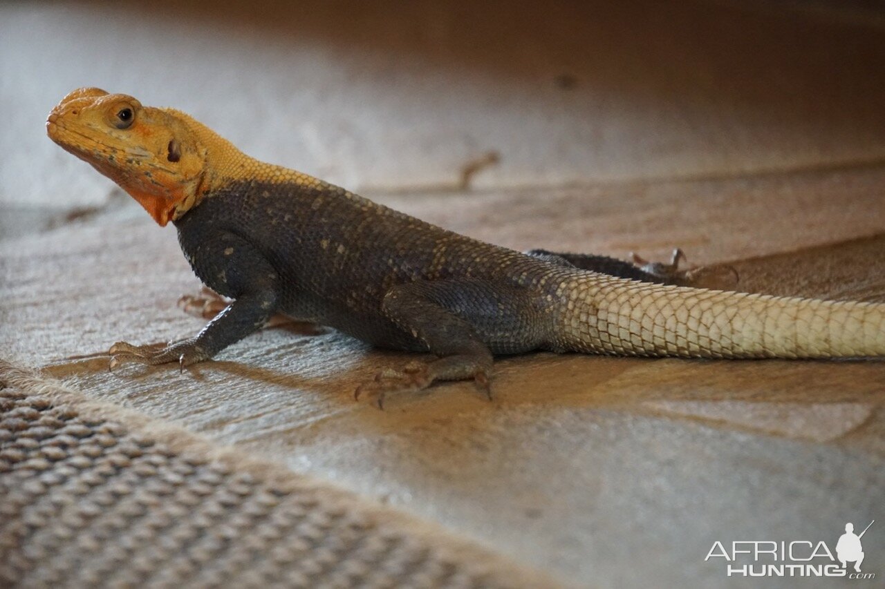 Lizard Benin WIldlife