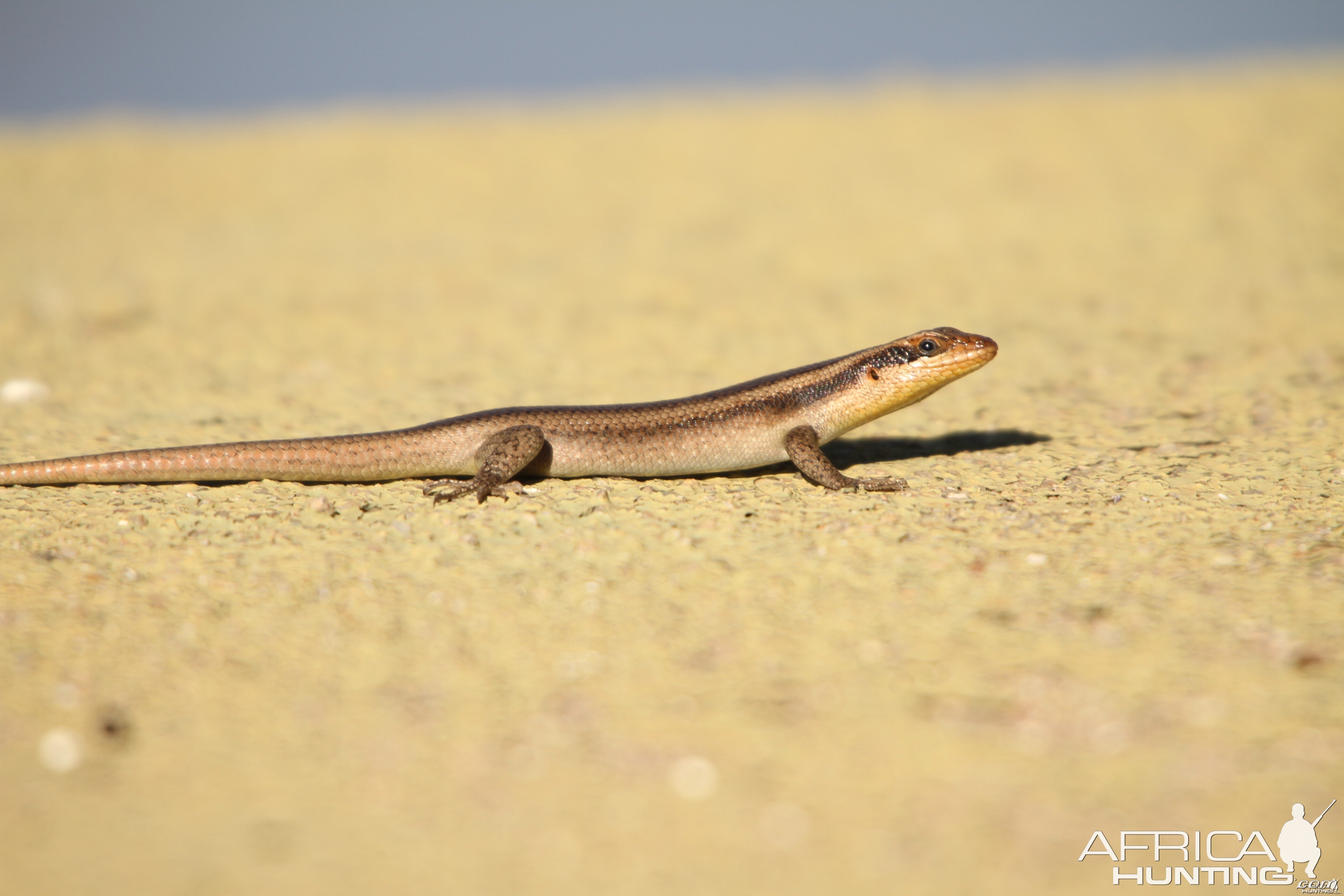 Lizard Namibia