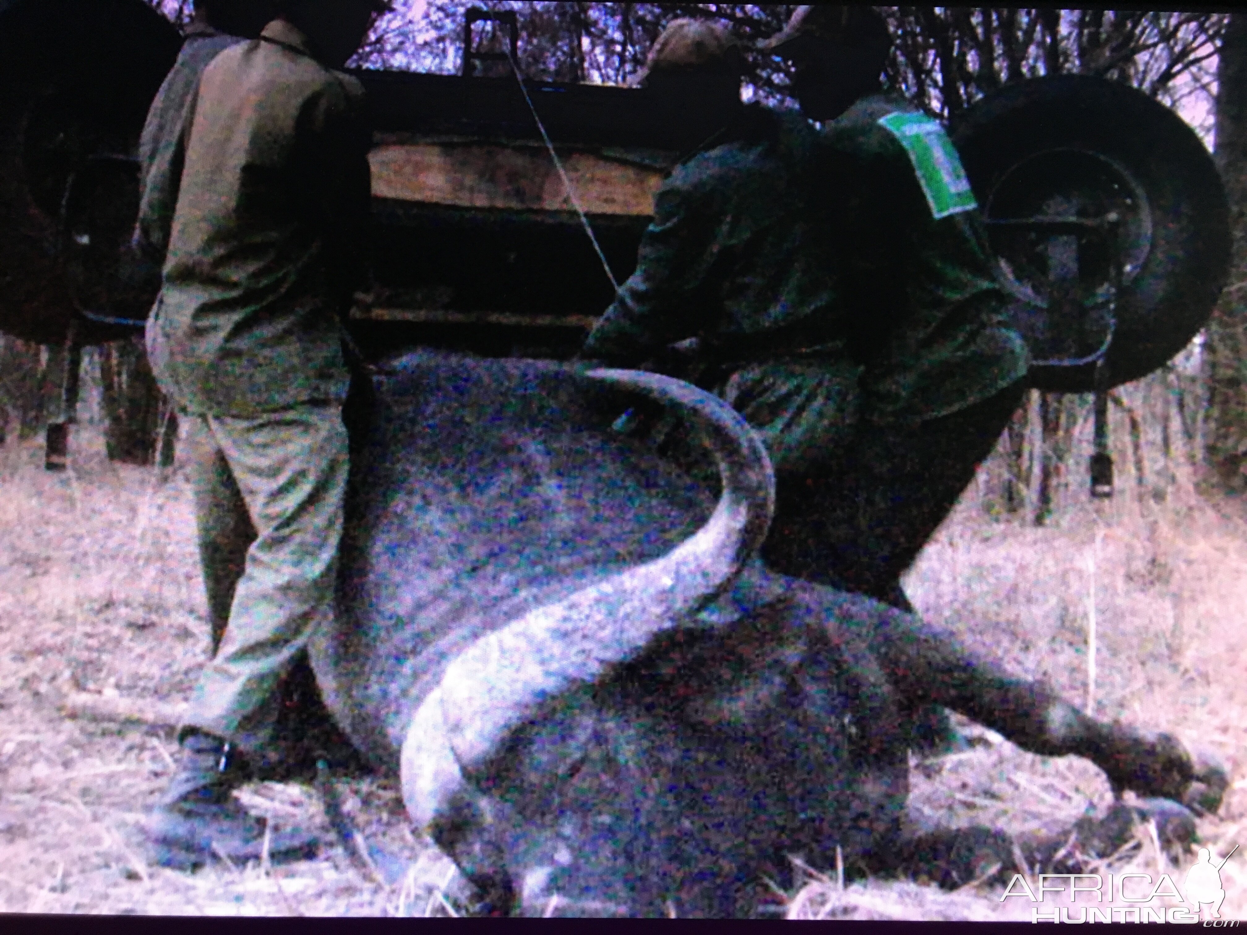 Loading a Cape Buffalo