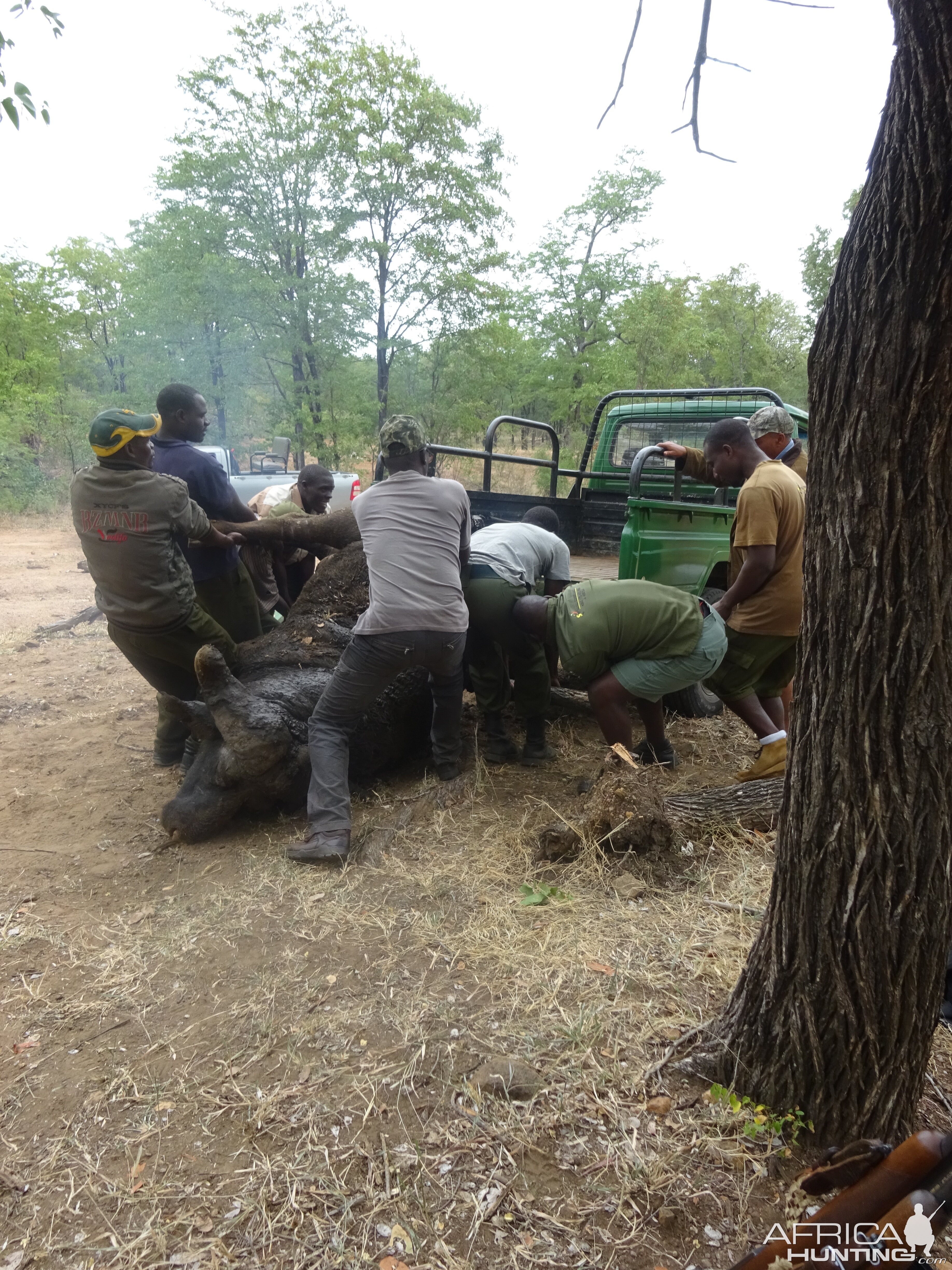 Loading a Cape Buffalo