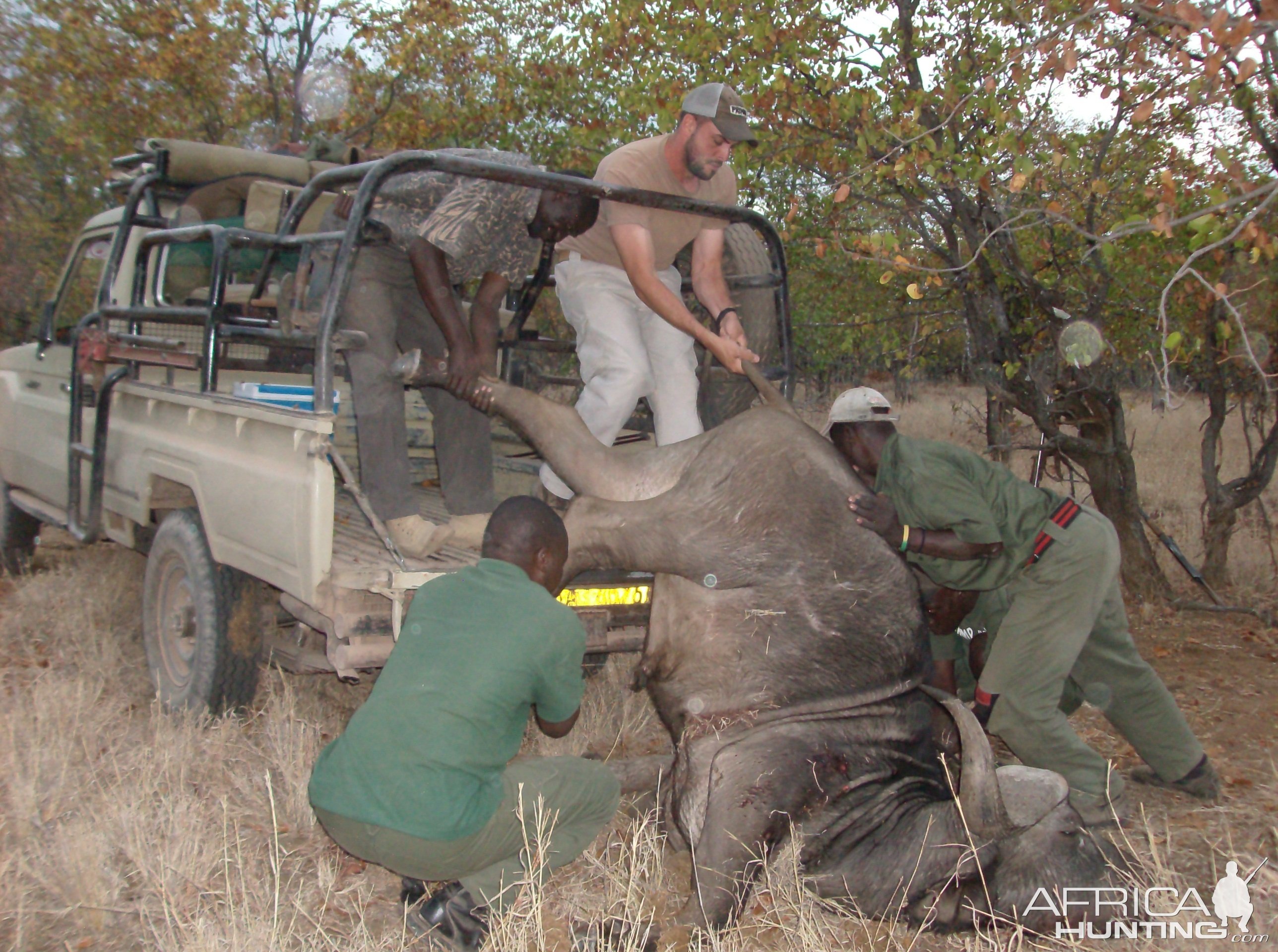 Loading Buffalo