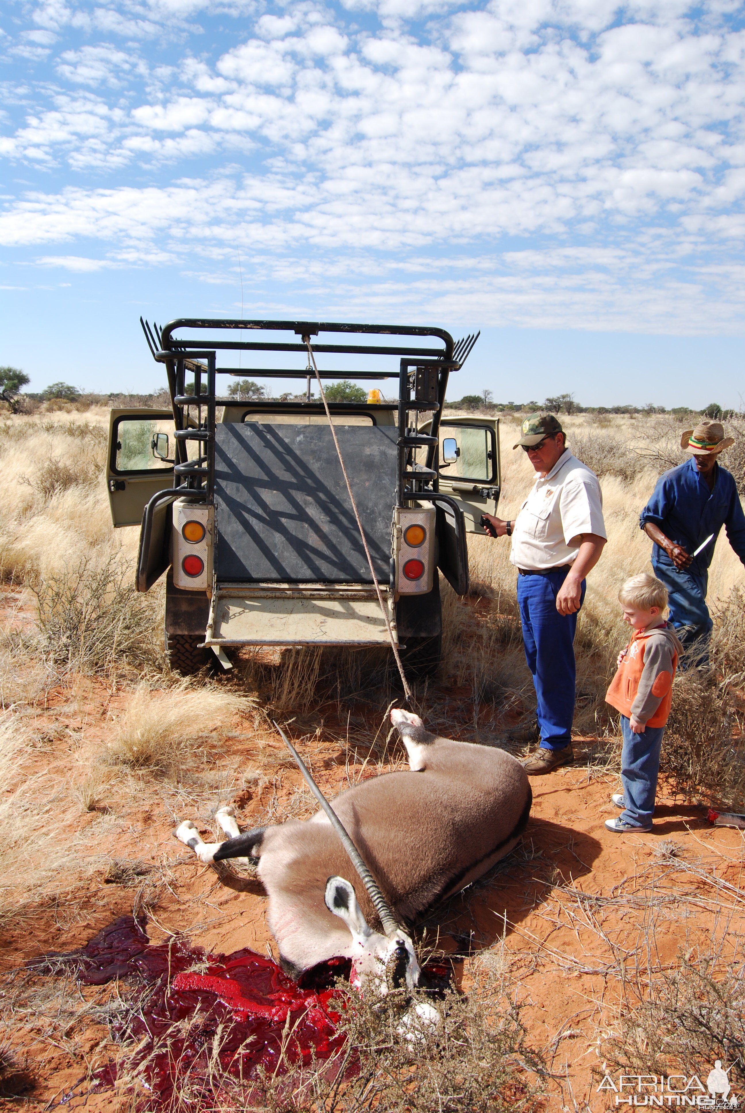 Loading Oryx (heifer)