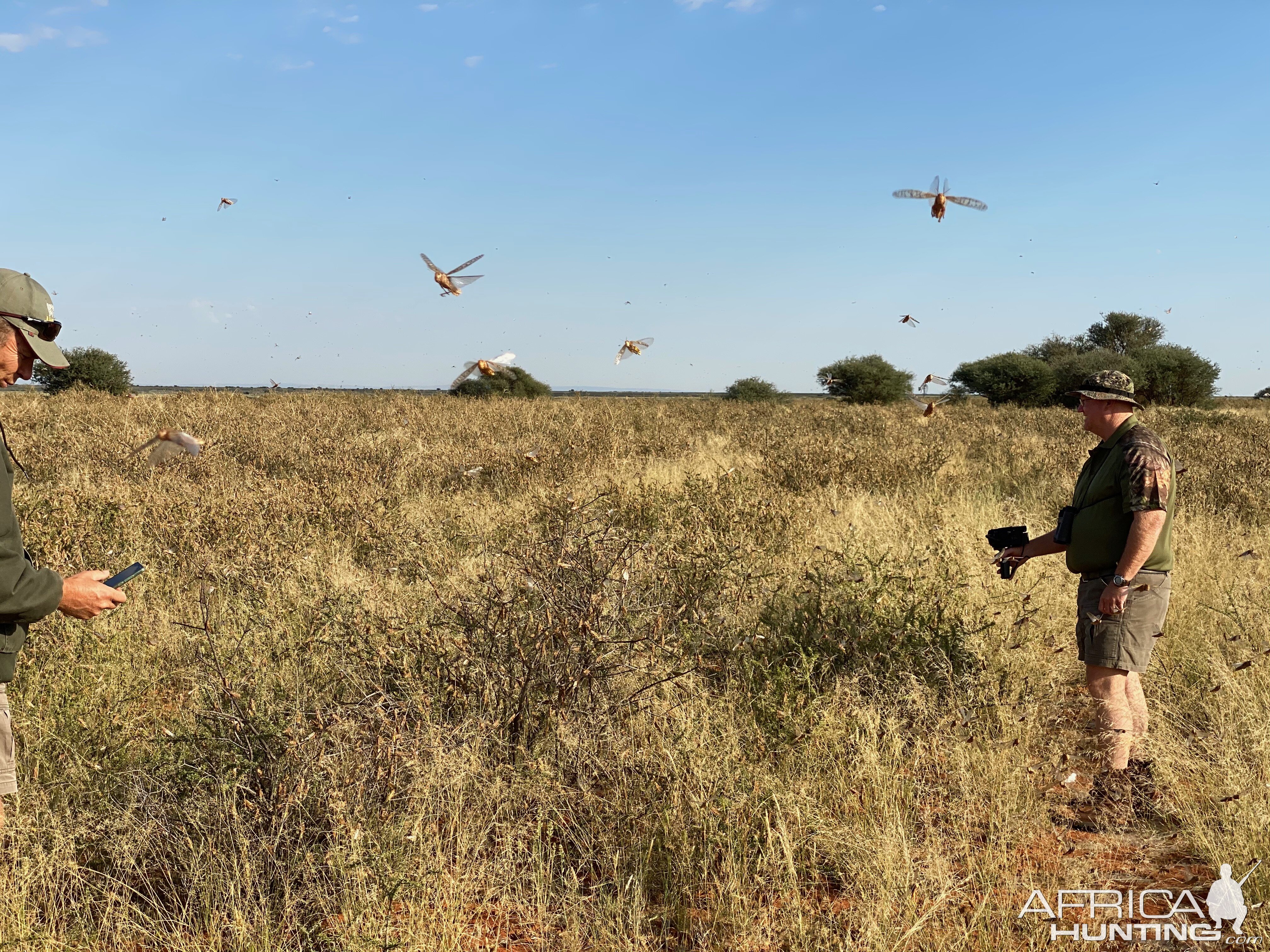 Locusts Plague Eastern Cape South Africa