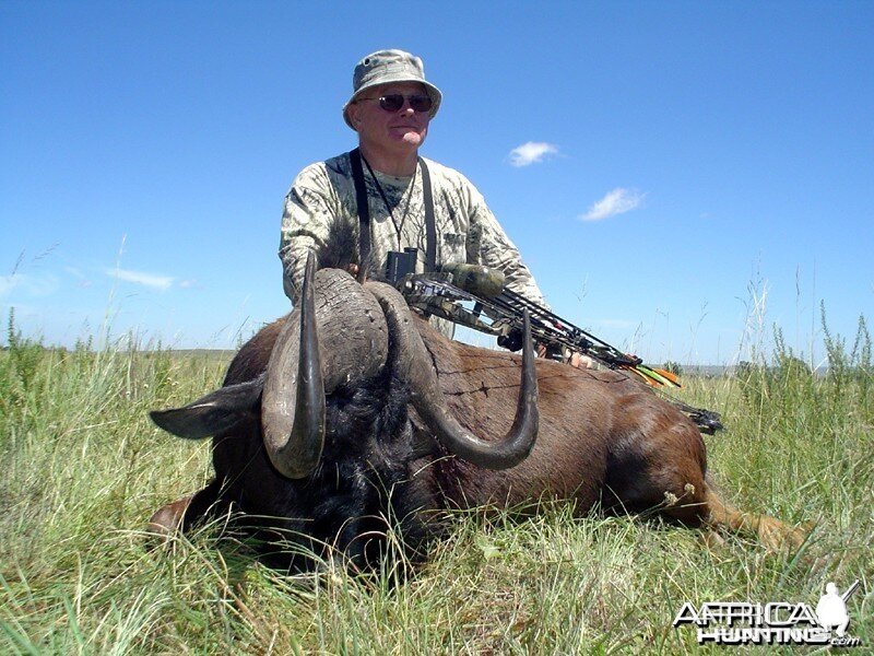 Long stalk... black Wildebeest