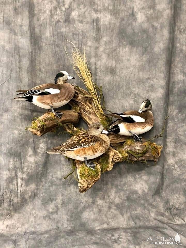 Long-Tailed Duck Full Mount Taxidermy