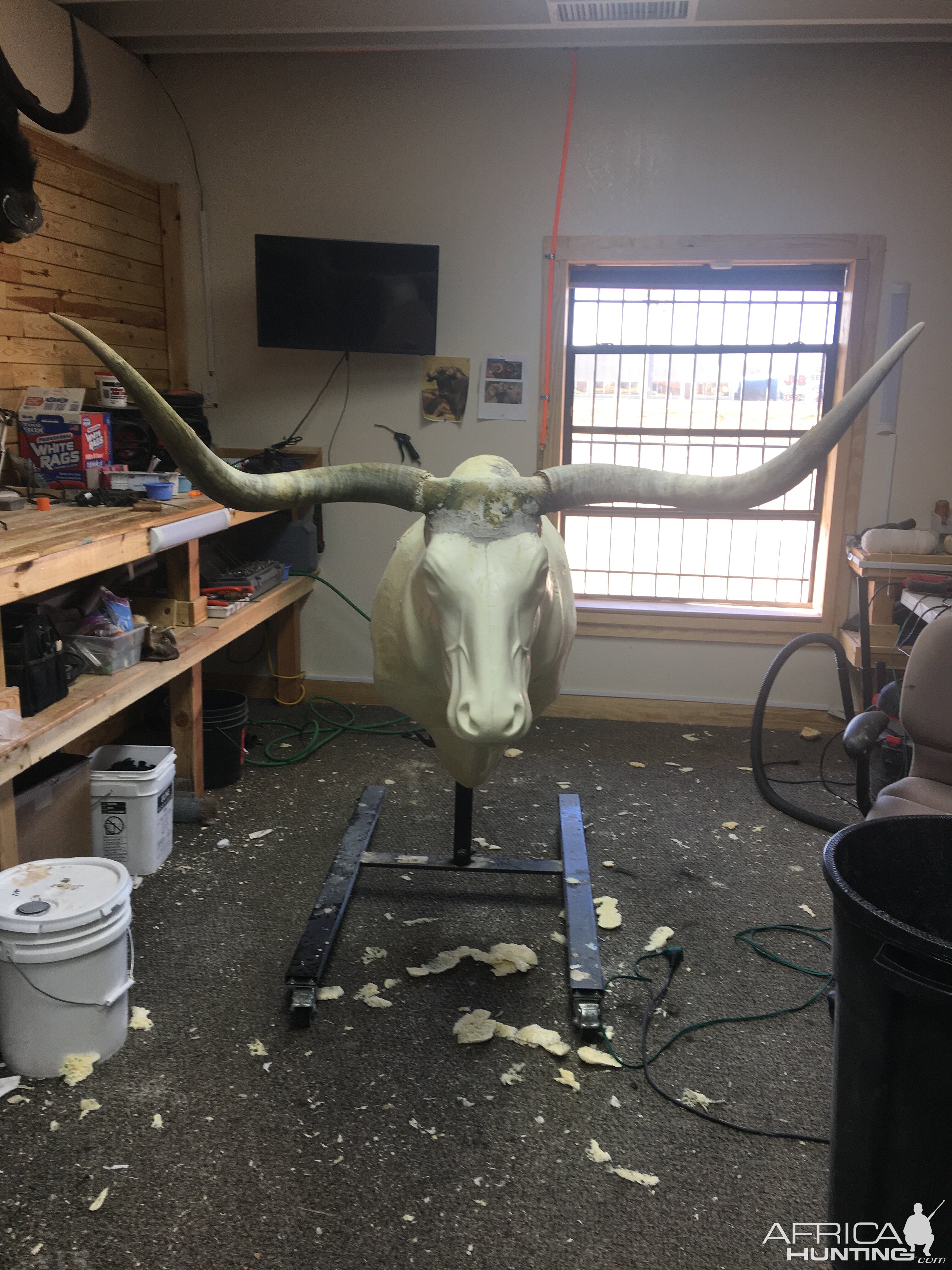 Longhorn Shoulder Mount Taxidermy Process