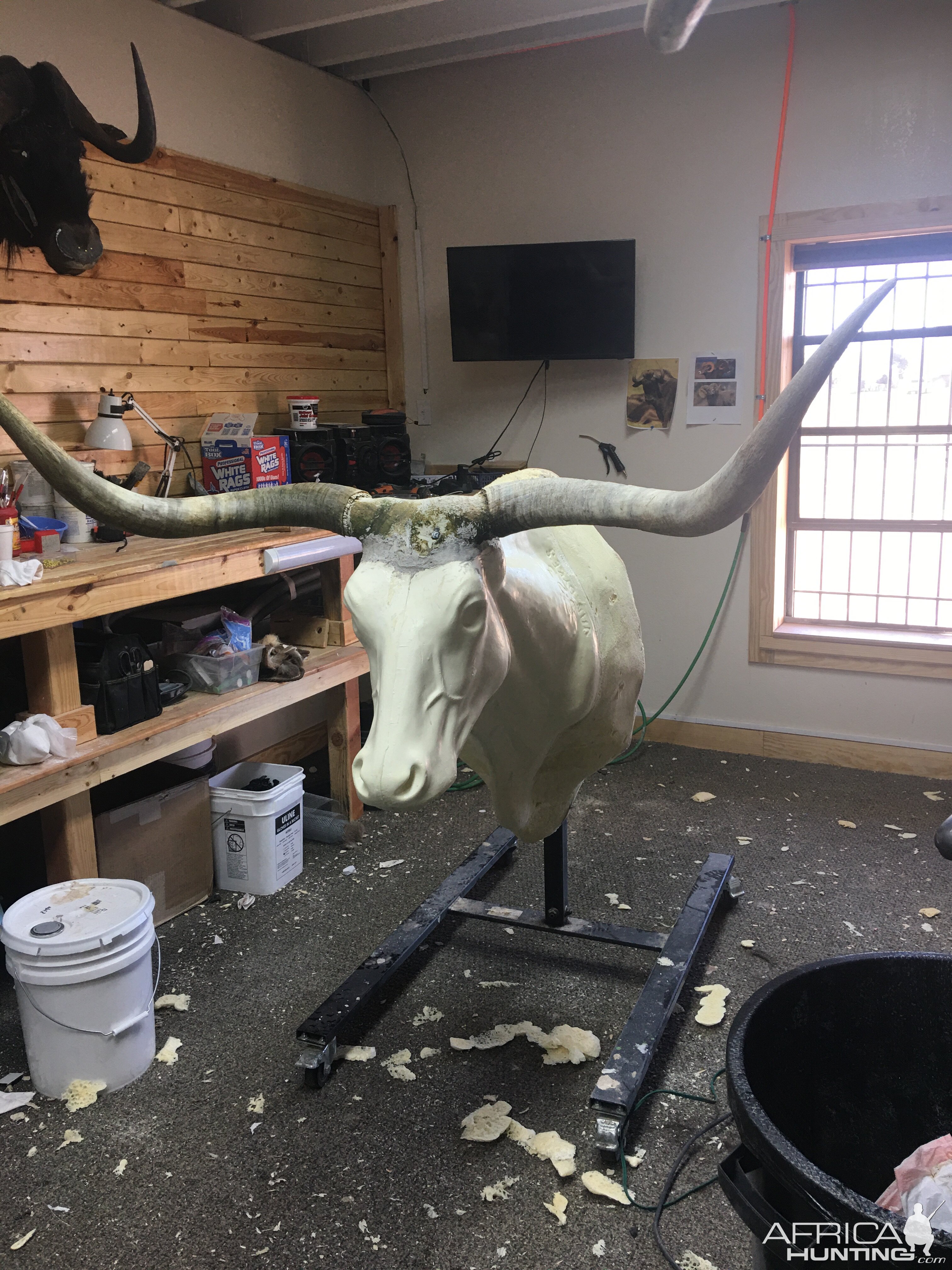 Longhorn Shoulder Mount Taxidermy Process