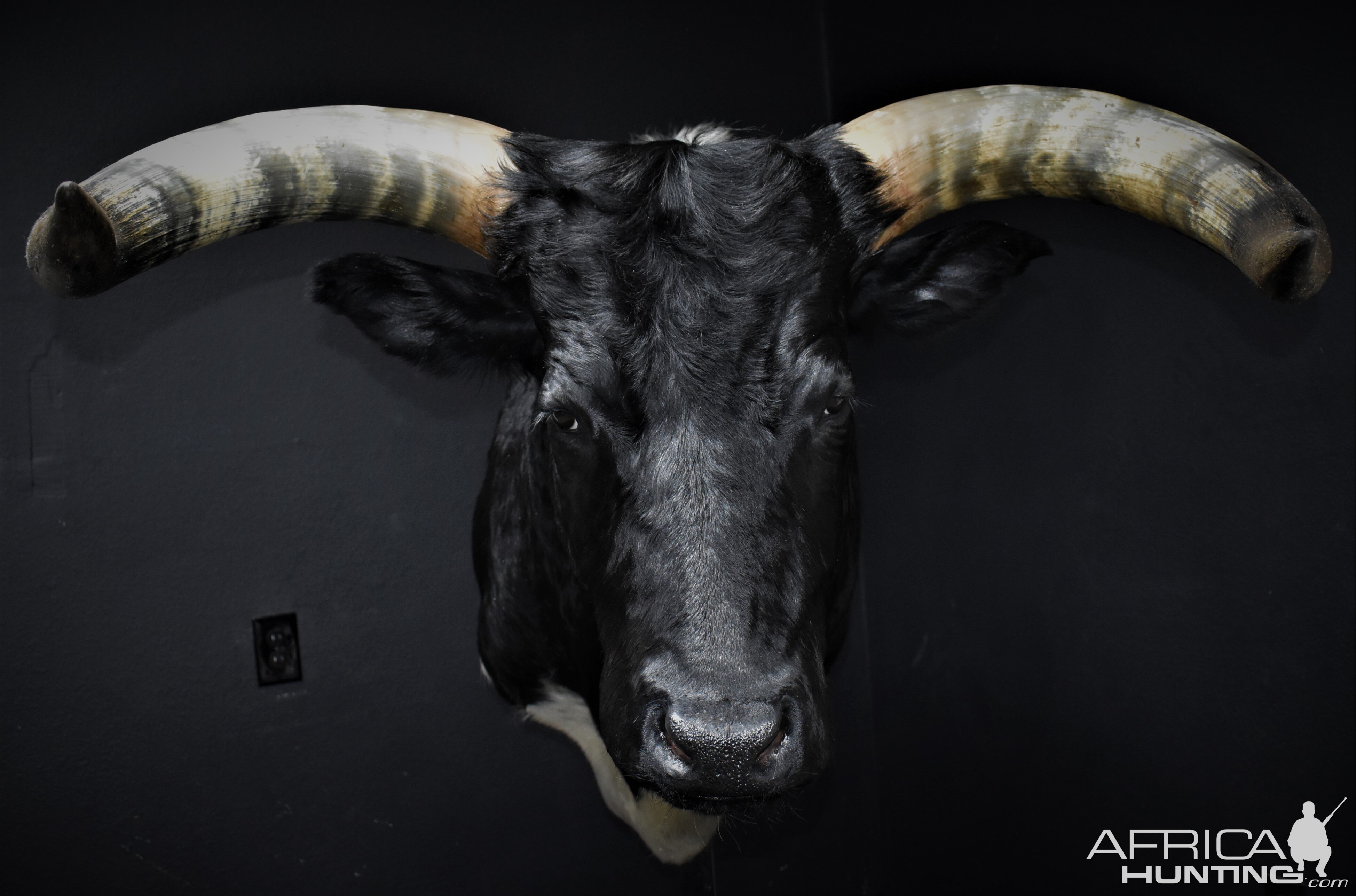 Longhorn Shoulder Mount Taxidermy