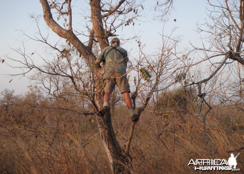 Looking for buffalo