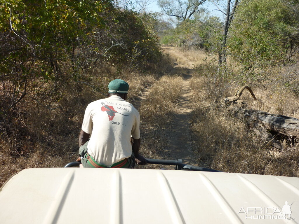 Looking for fresh Buffalo tracks...