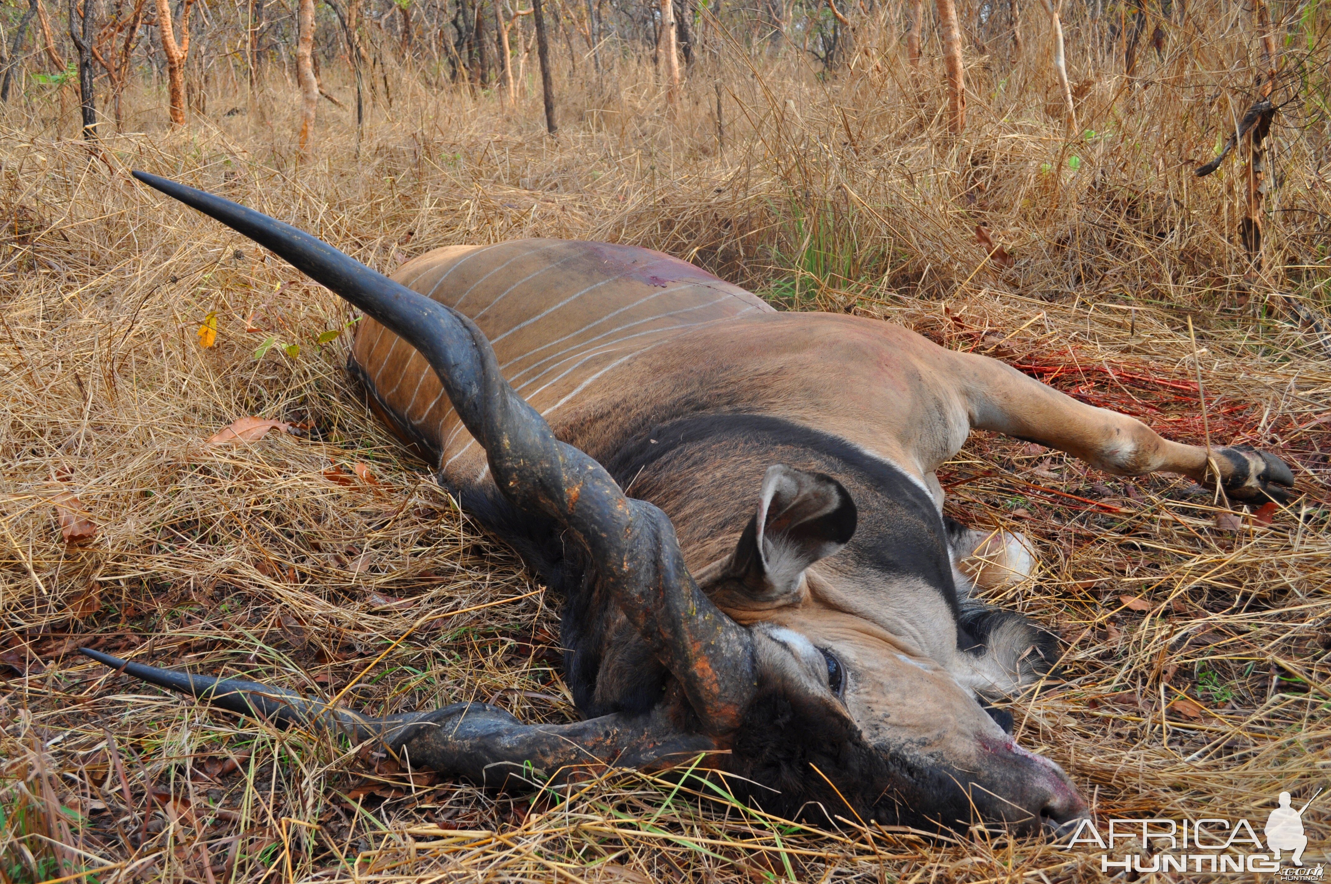 Lord Derby Eland CAR