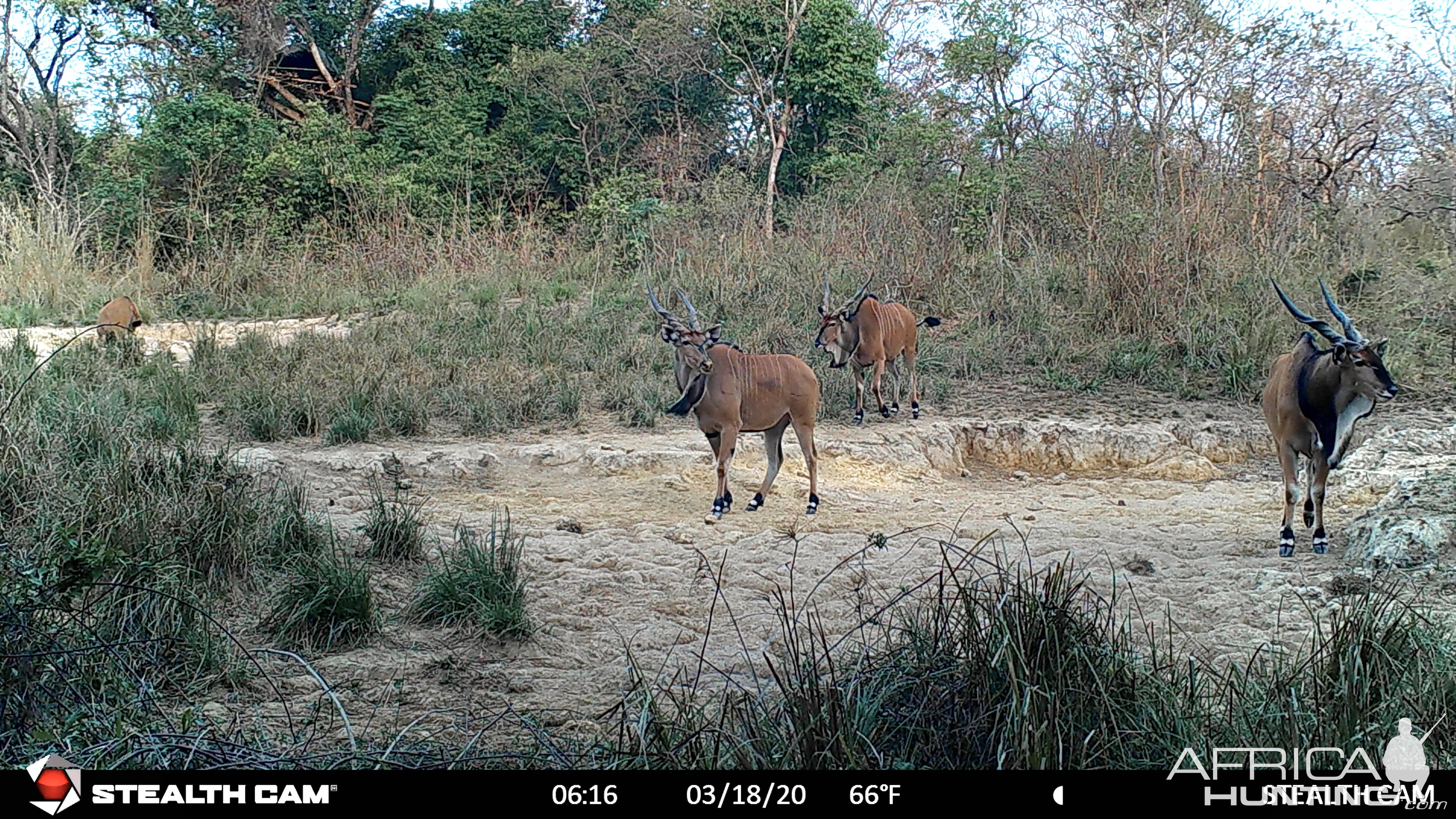 Lord Derby Eland Central African Republic