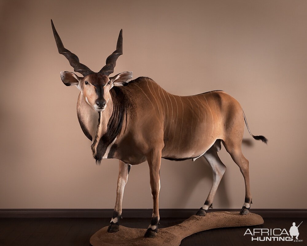 Lord Derby Eland Full Mount Taxidermy