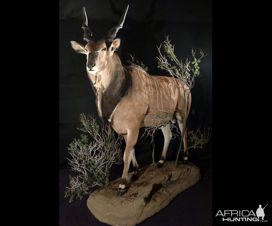 Lord Derby Eland Full Mount Taxidermy