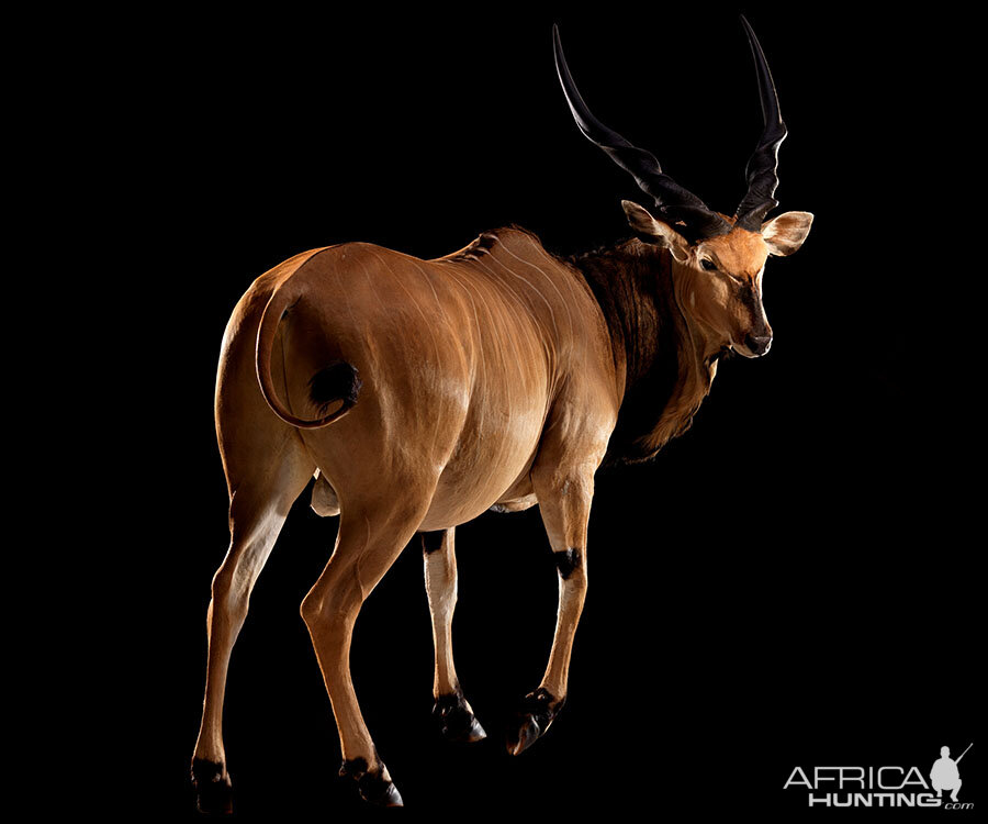 Lord Derby Eland Full Mount Taxidermy