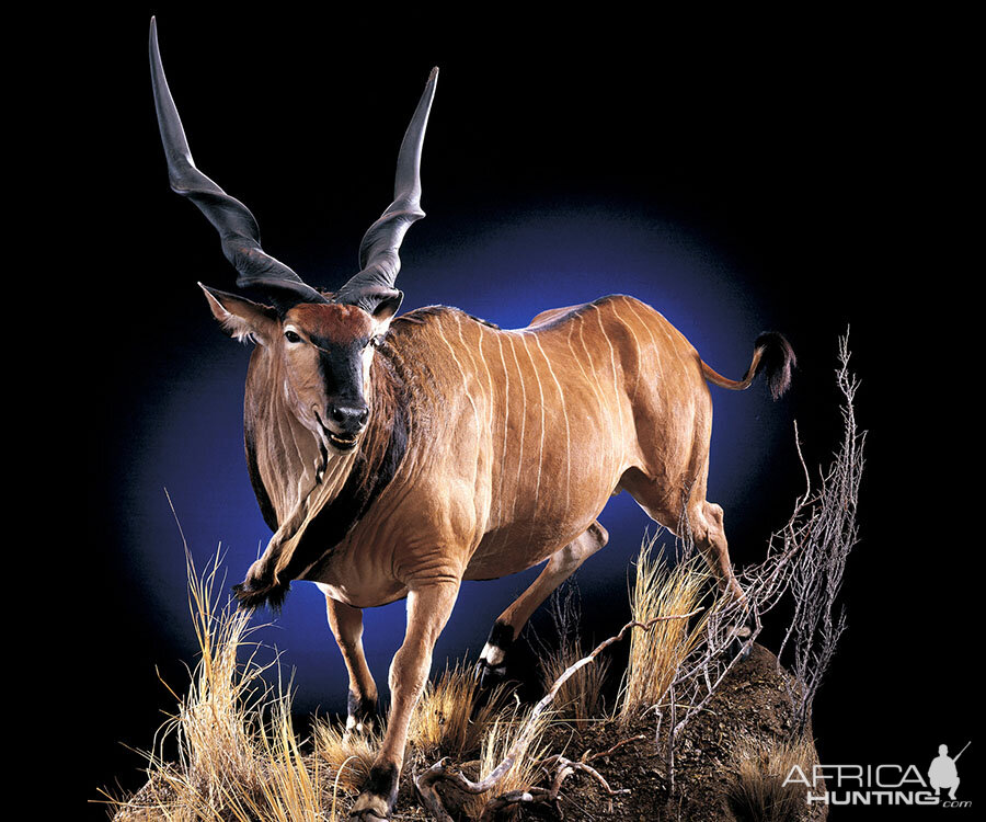 Lord Derby Eland Full Mount Taxidermy