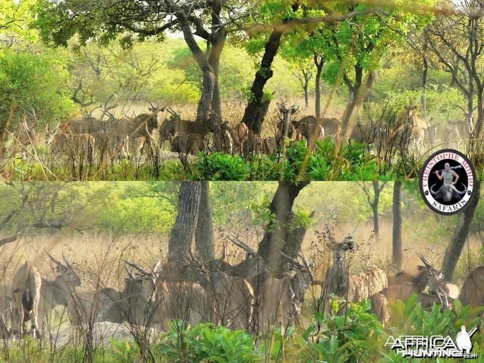 Lord Derby Eland herd