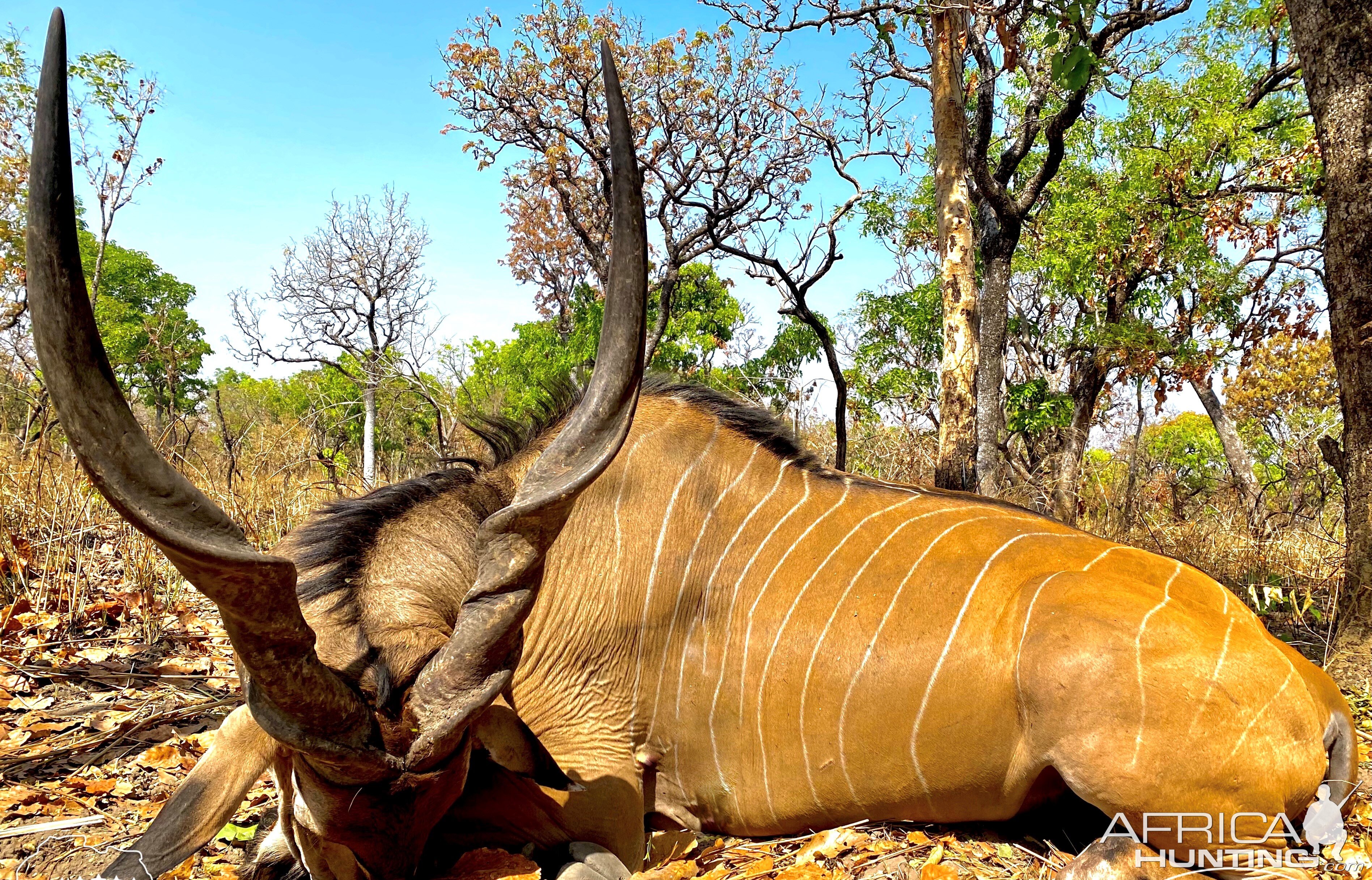 Lord Derby Eland Hunt Cameroon