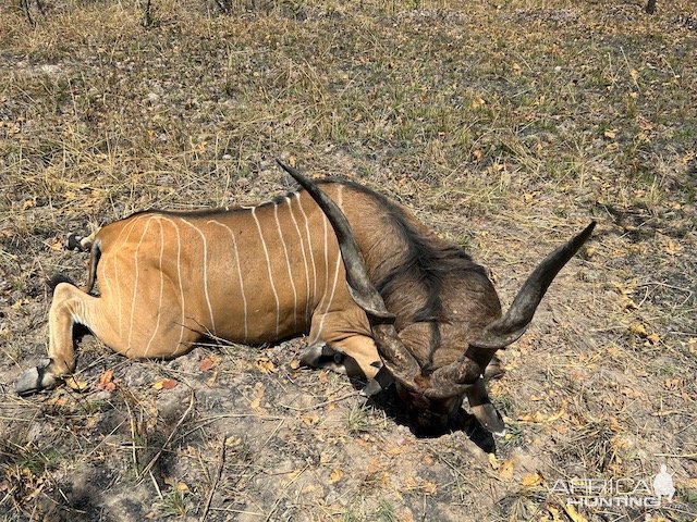 Lord Derby Eland Hunt Cameroon