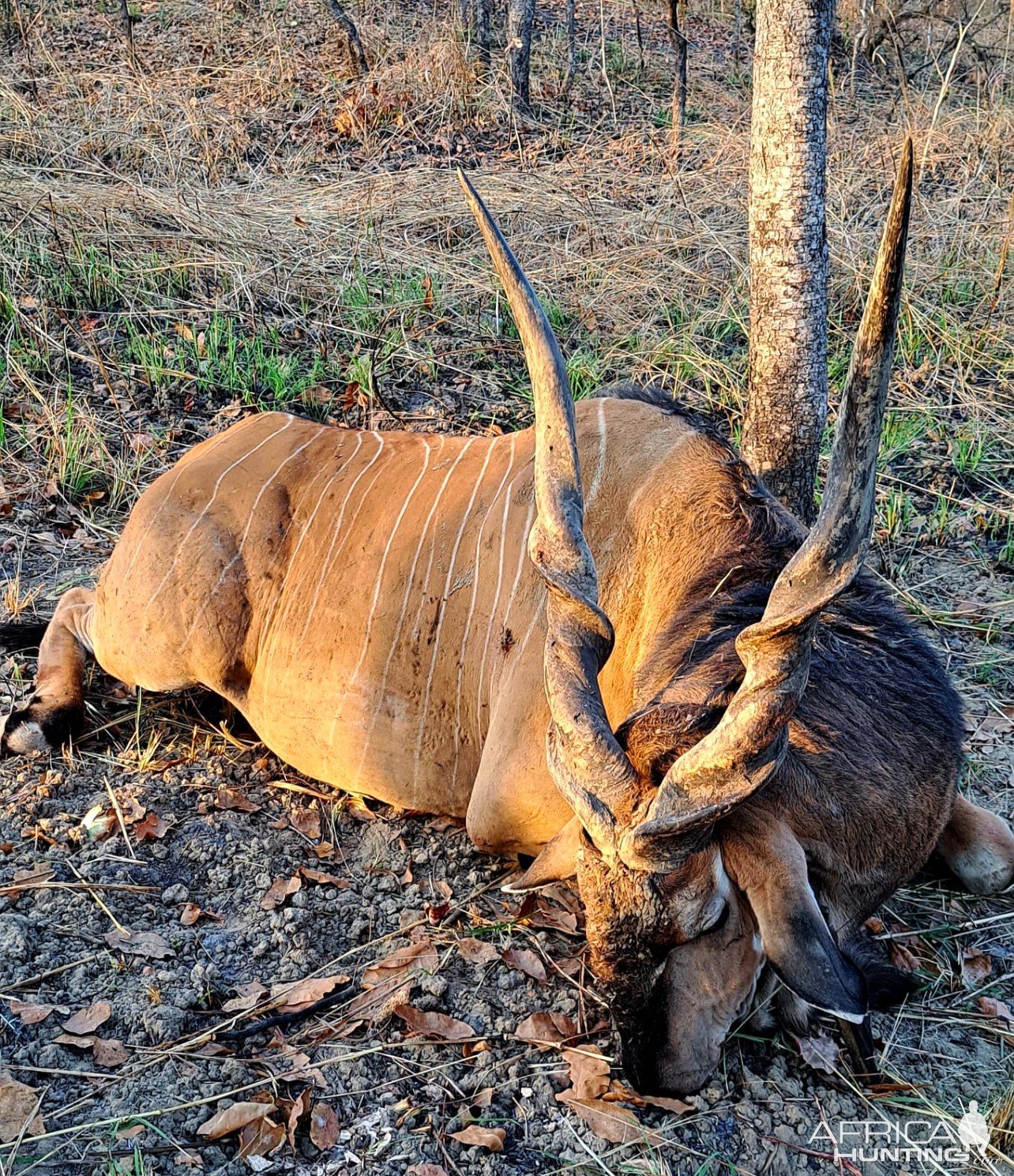 Lord Derby Eland Hunt Cameroon