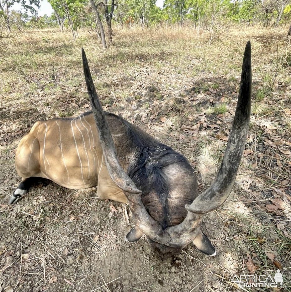 Lord Derby Eland Hunt Cameroon