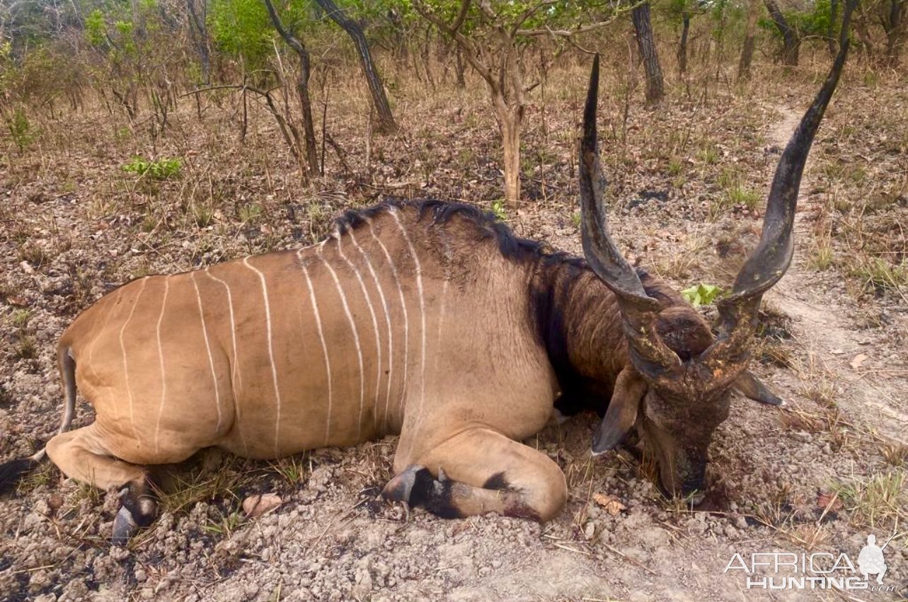 Lord Derby Eland Hunt Cameroon