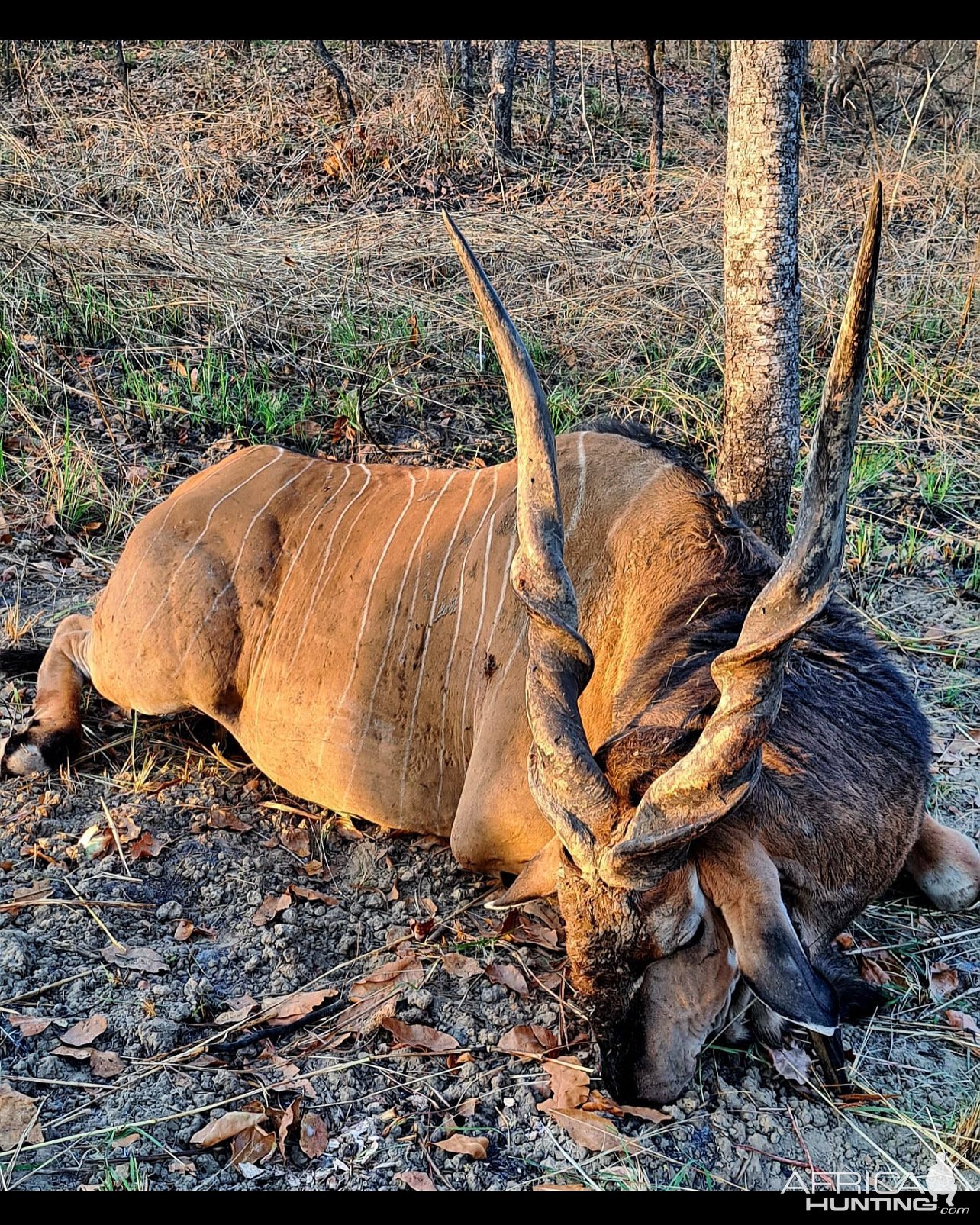 Lord Derby Eland Hunt Cameroon