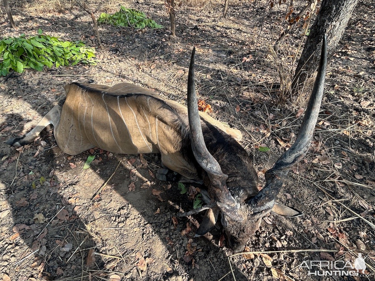 Lord Derby Eland Hunt Cameroon