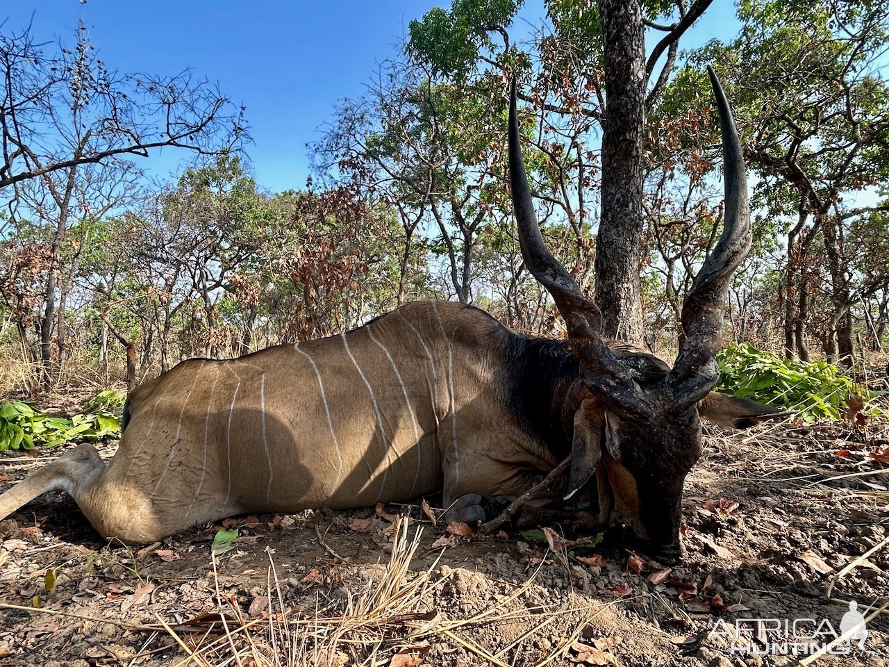 Lord Derby Eland Hunt Cameroon