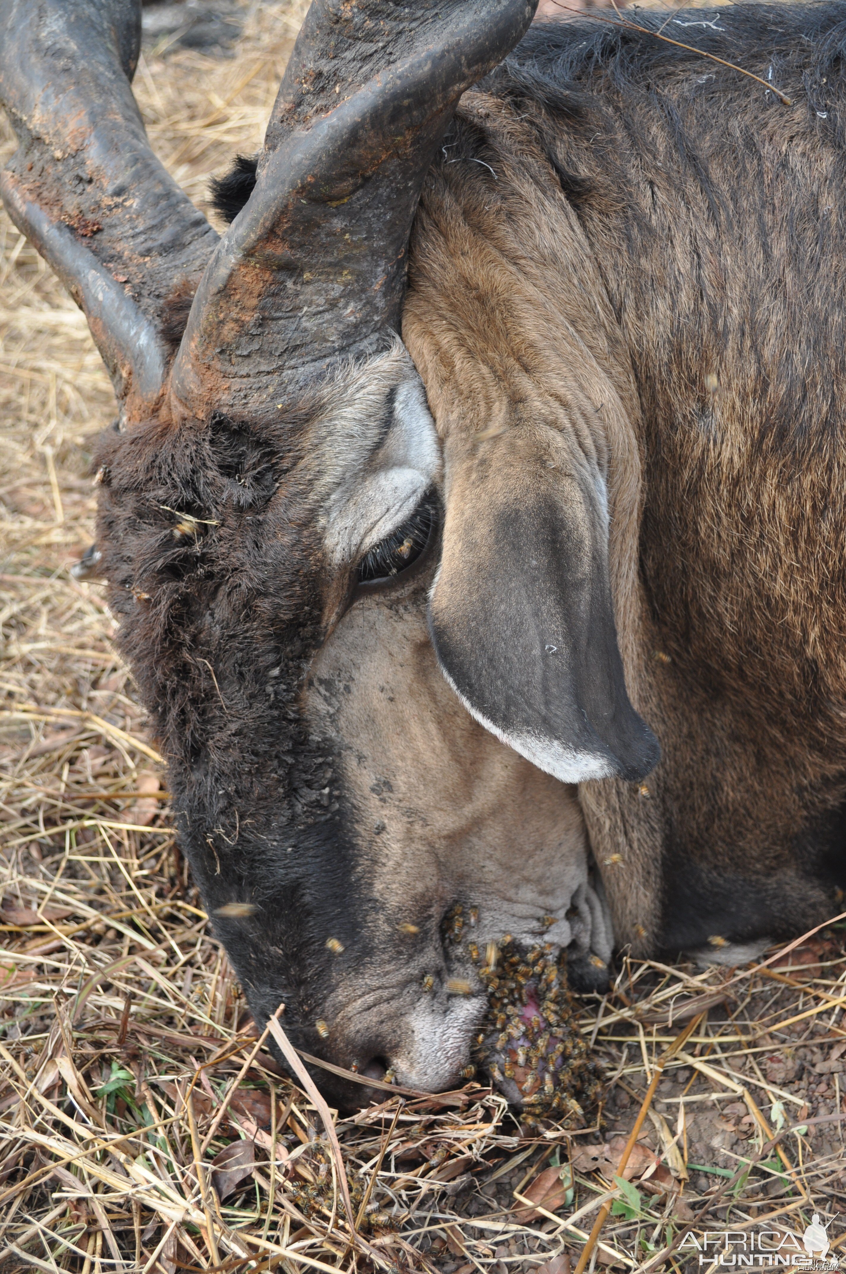 Lord Derby Eland hunt Central African Republic