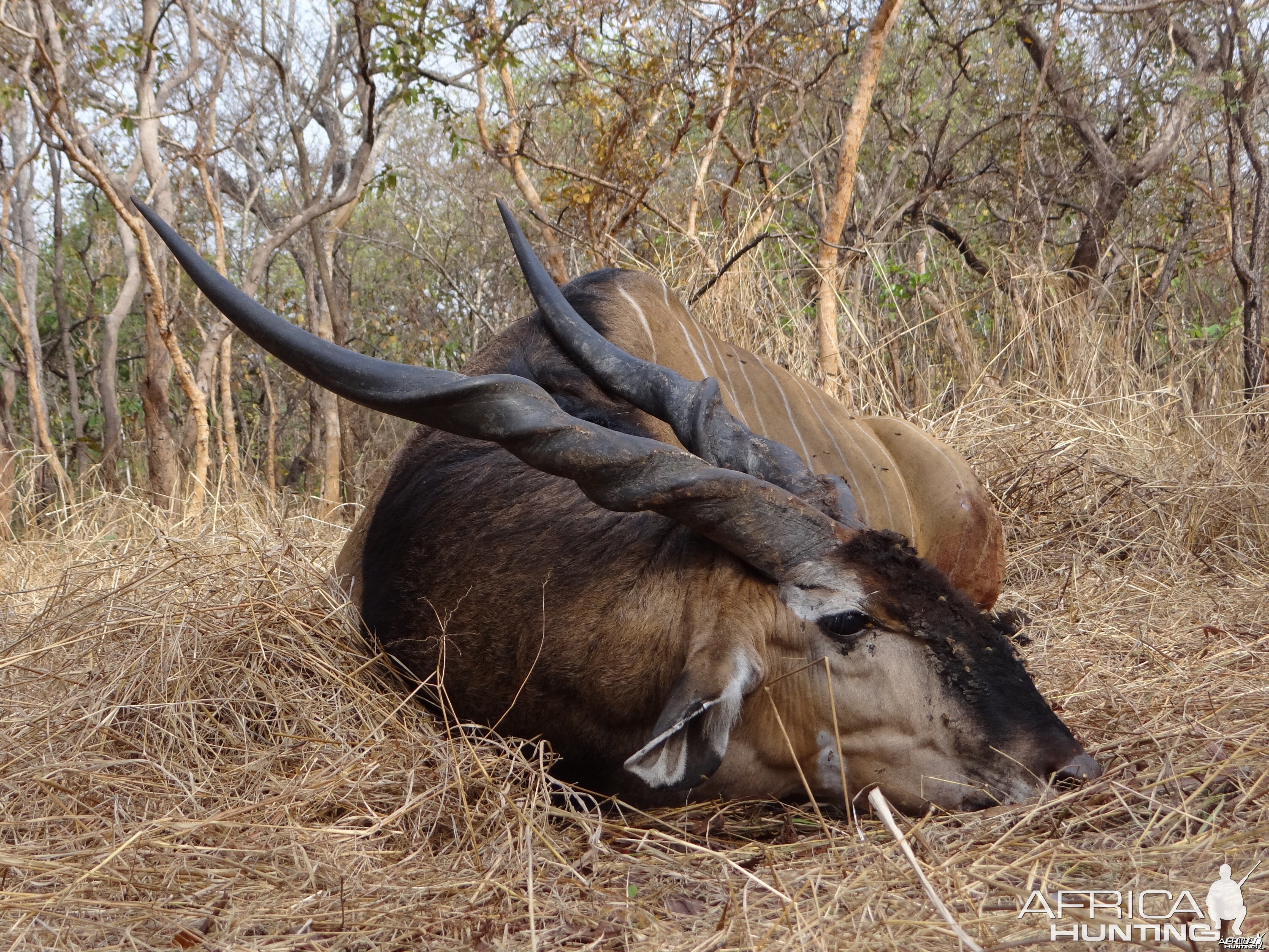 Lord Derby Eland hunt Central African Republic