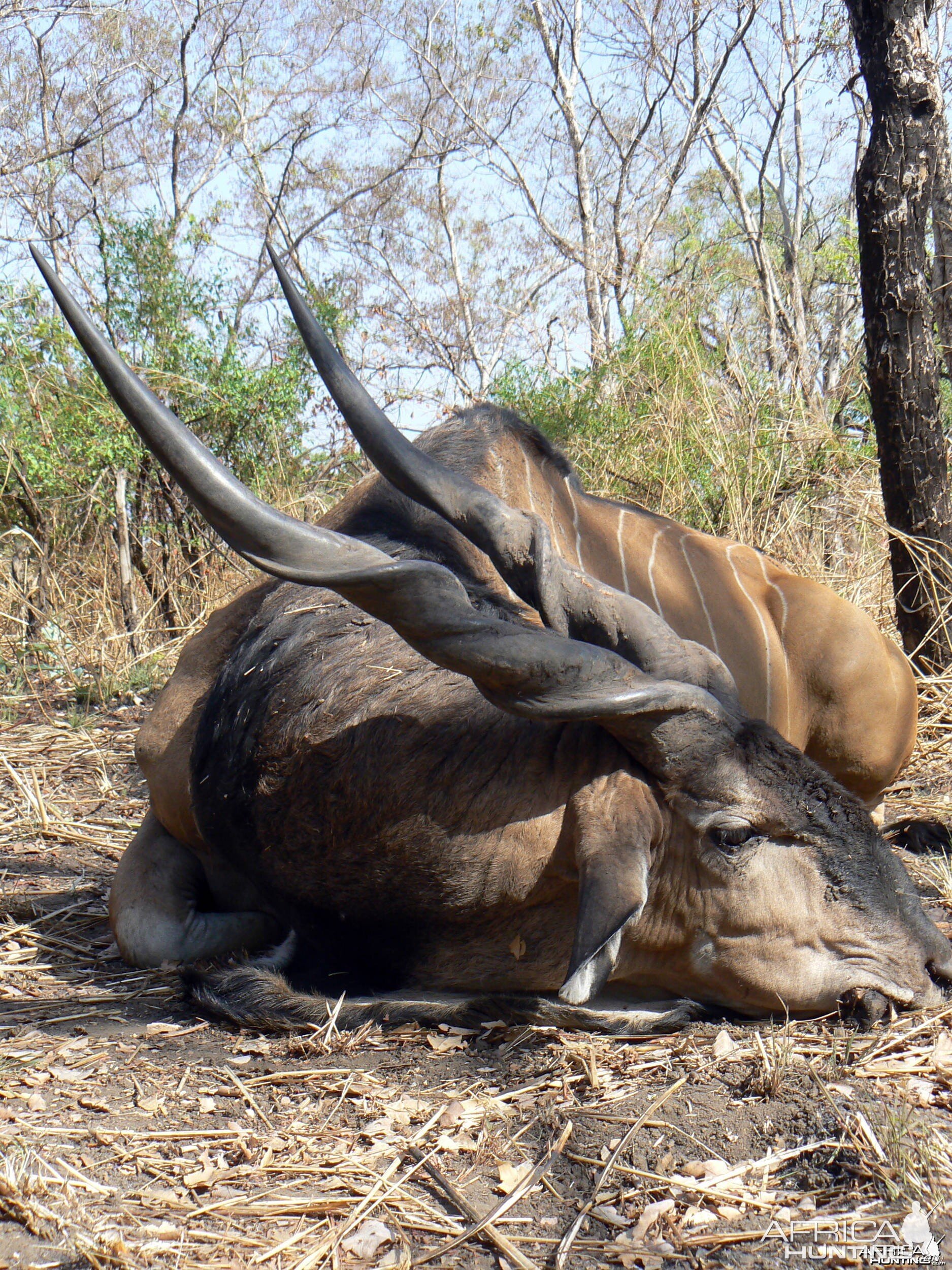 Lord Derby Eland Hunt in C.A.R. - 49.5 inches