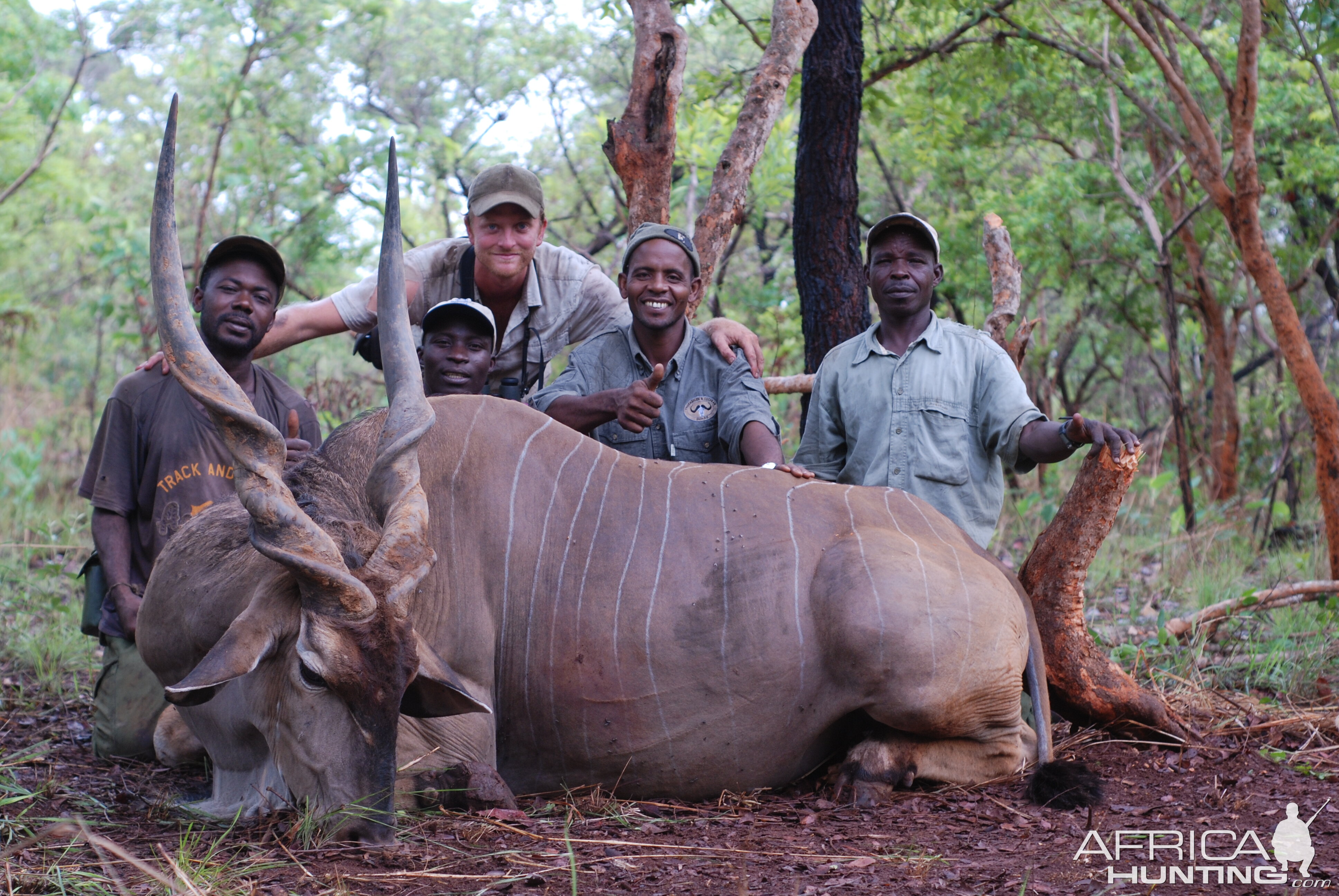 Lord Derby Eland hunted in CAR