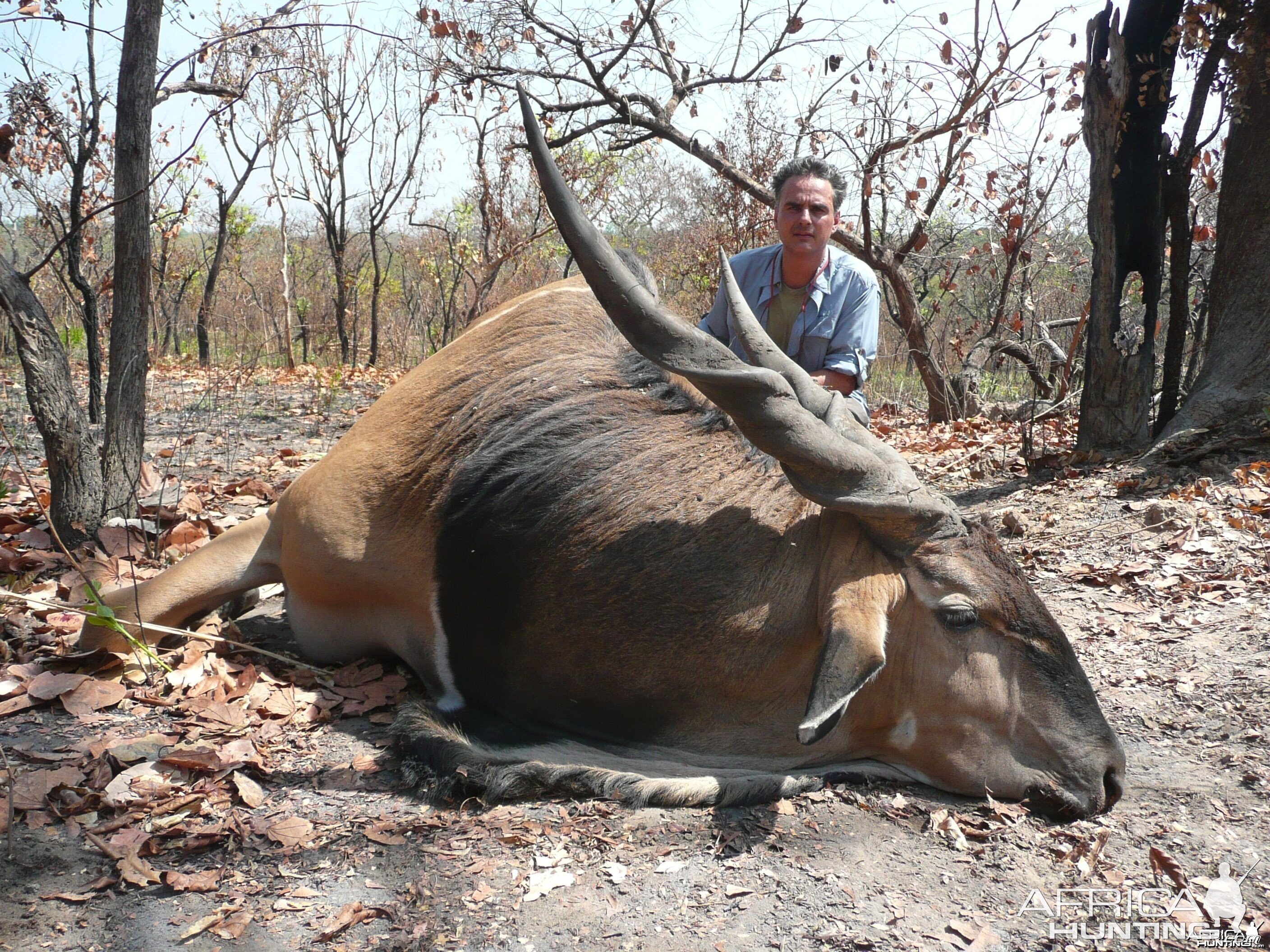 Lord Derby Eland hunted in Central Africa with Club Faune