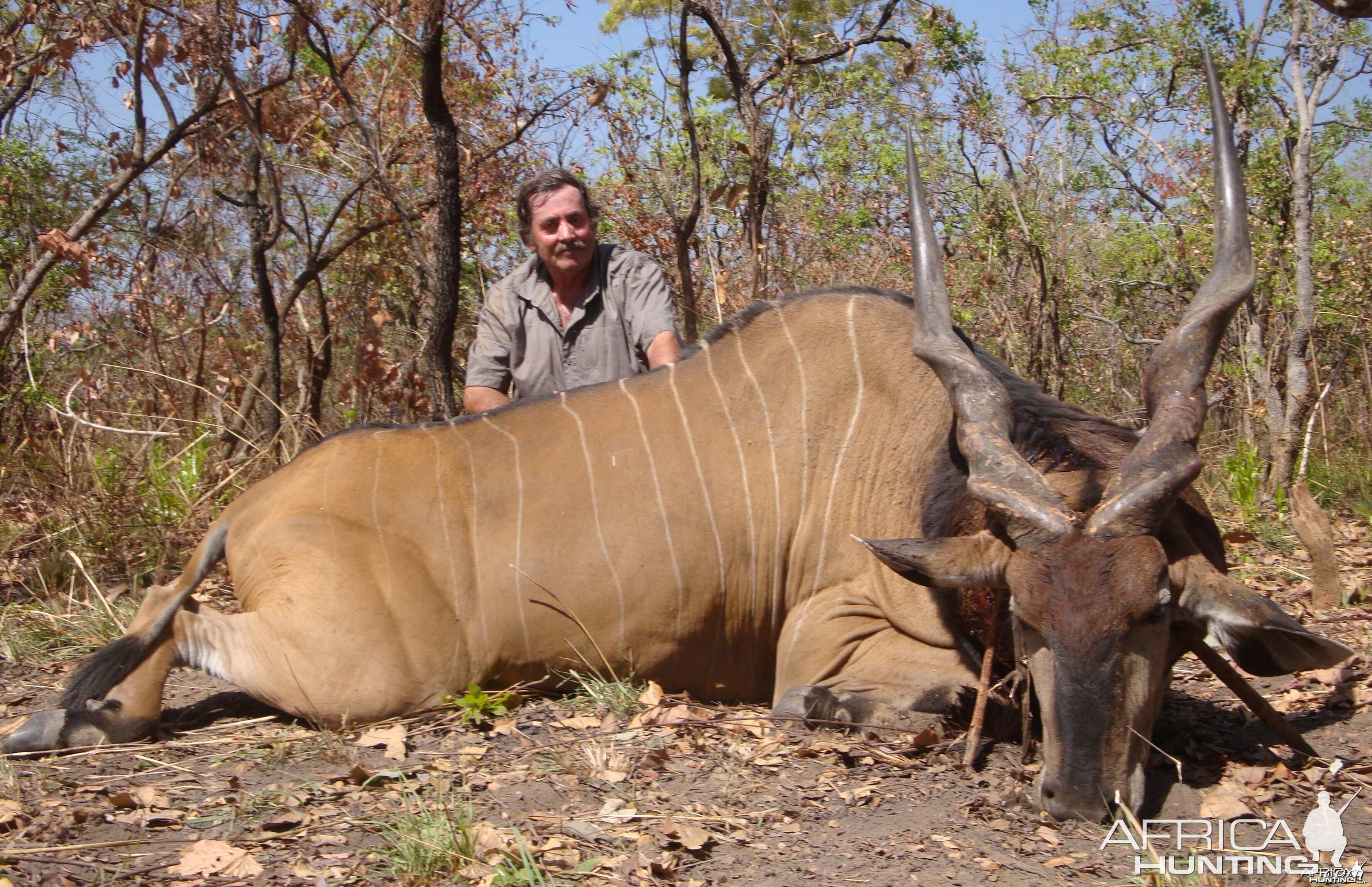 Lord Derby Eland hunted in Central Africa with Club Faune