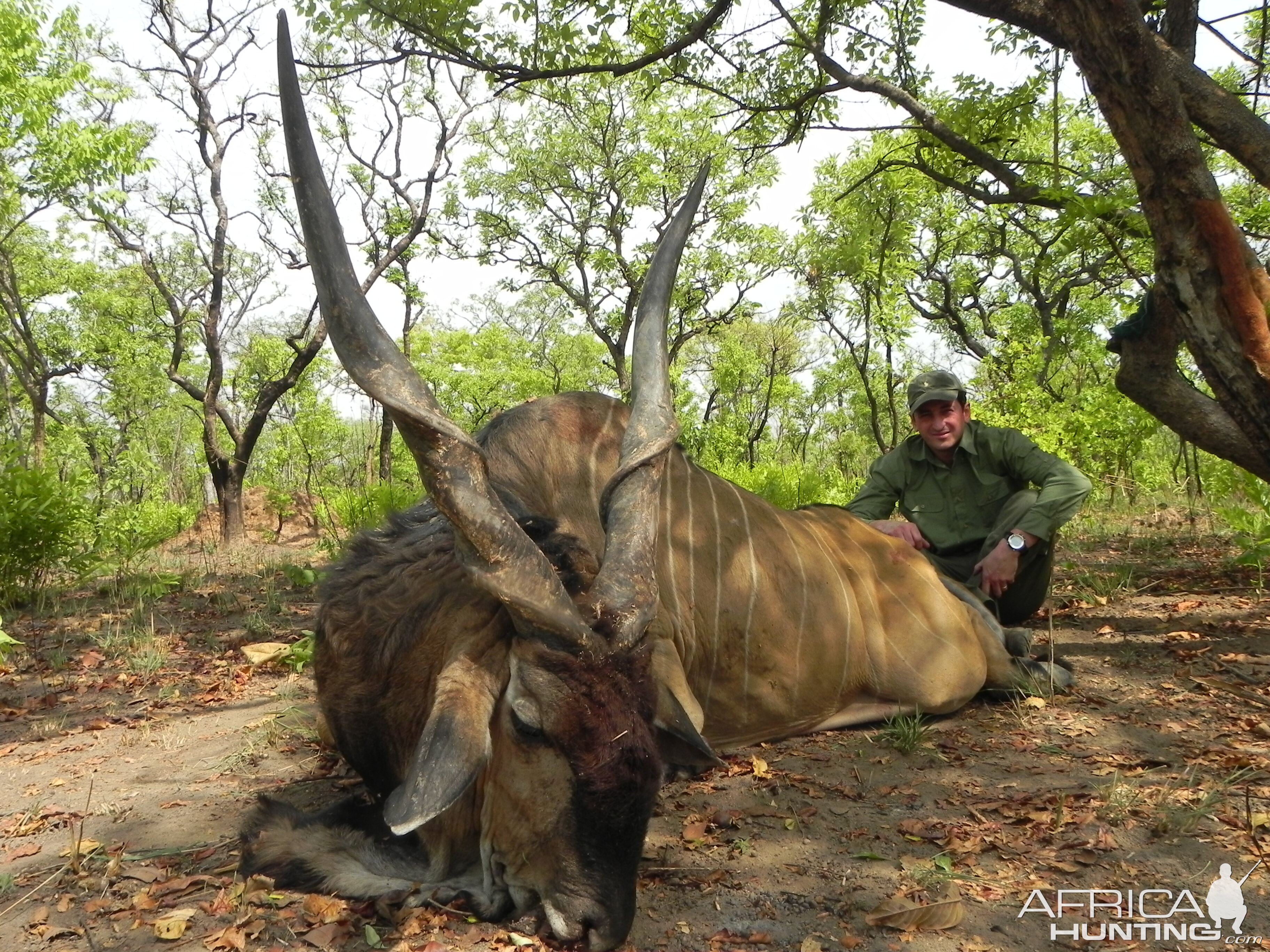 Lord Derby Eland hunted in Central Africa with Club Faune