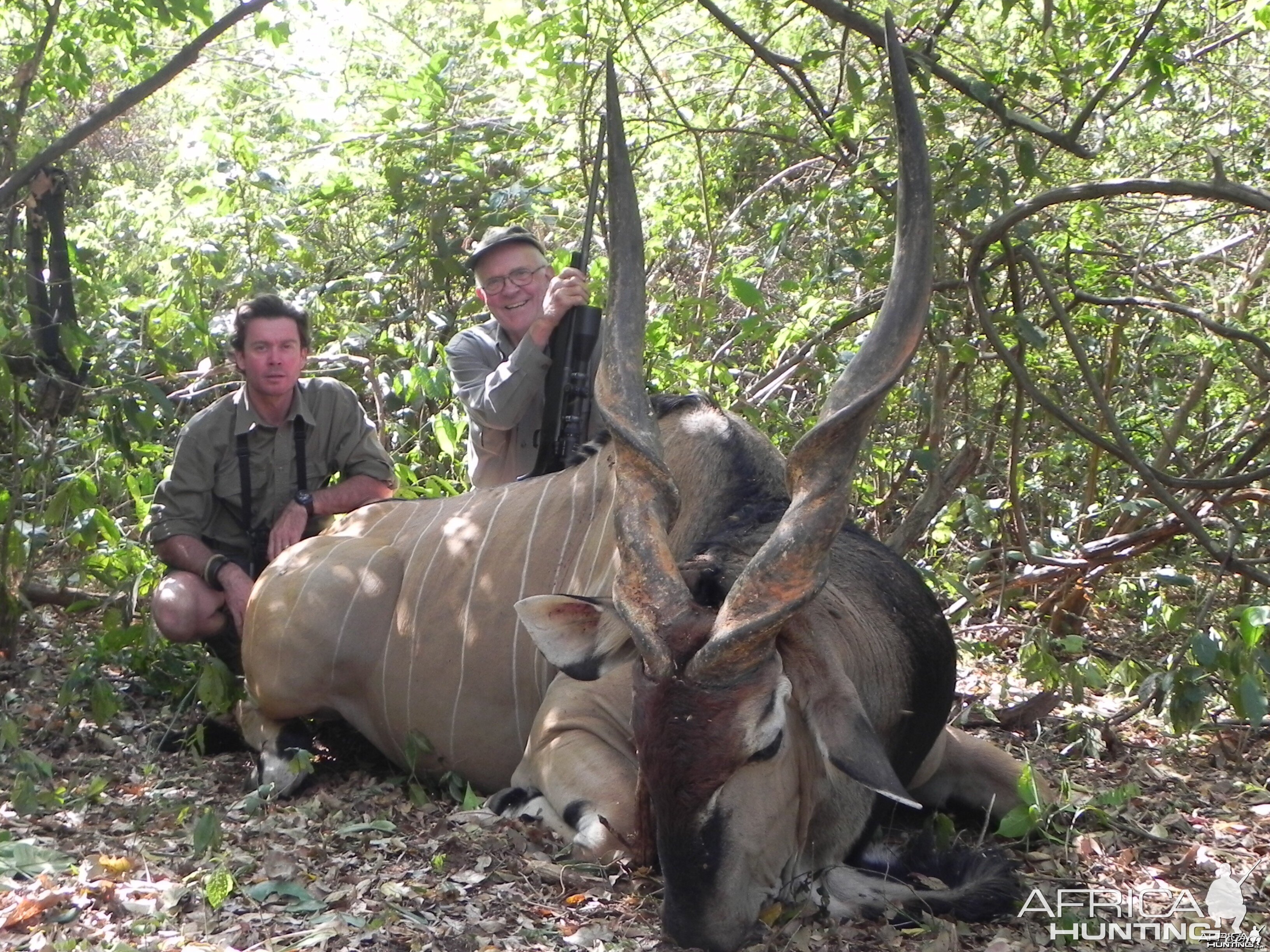 Lord Derby Eland hunted in Central Africa with Club Faune