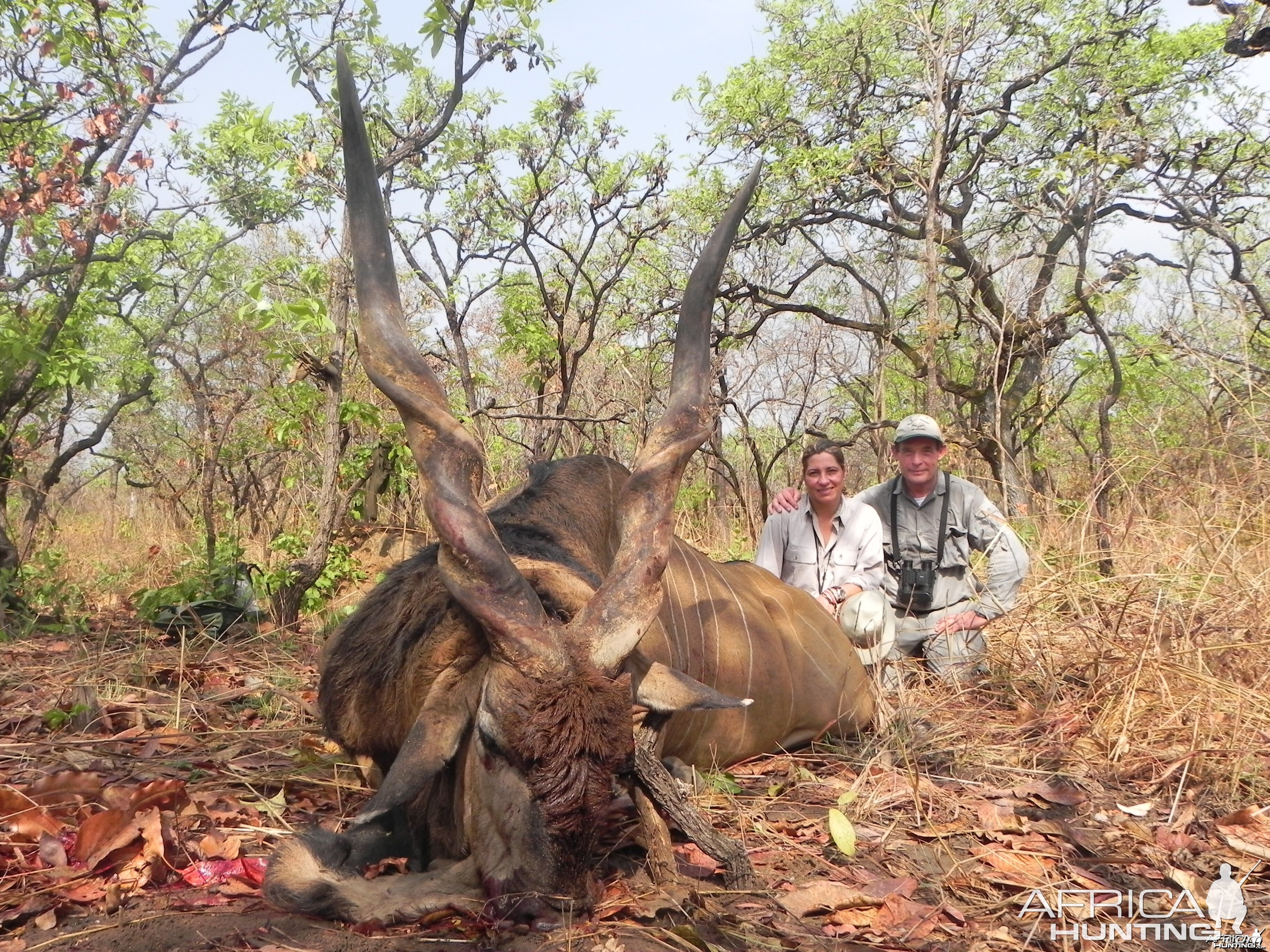 Lord Derby Eland hunted in Central Africa with Club Faune