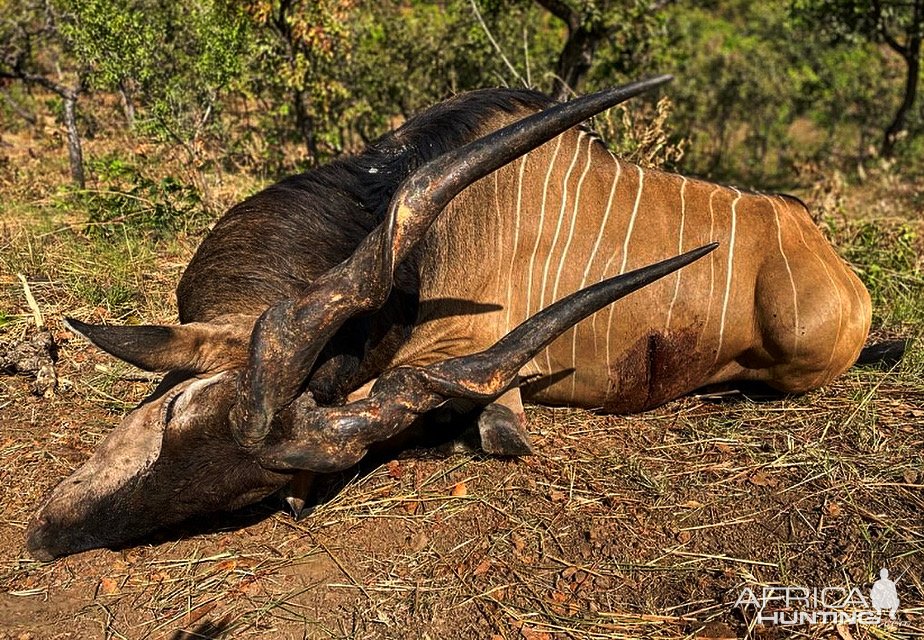 Lord Derby Eland Hunting Cameroon