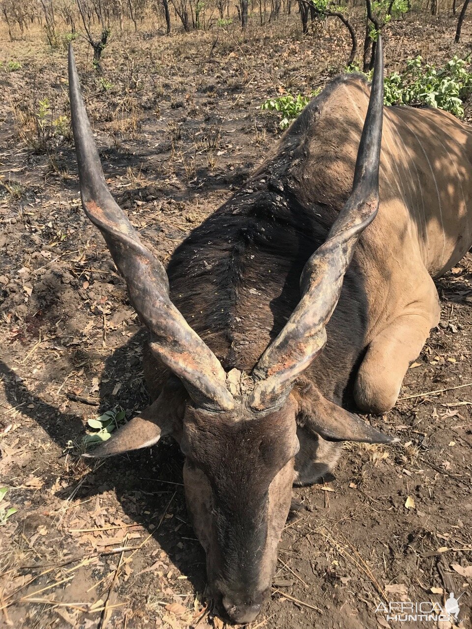 Lord Derby Eland Hunting Cameroon