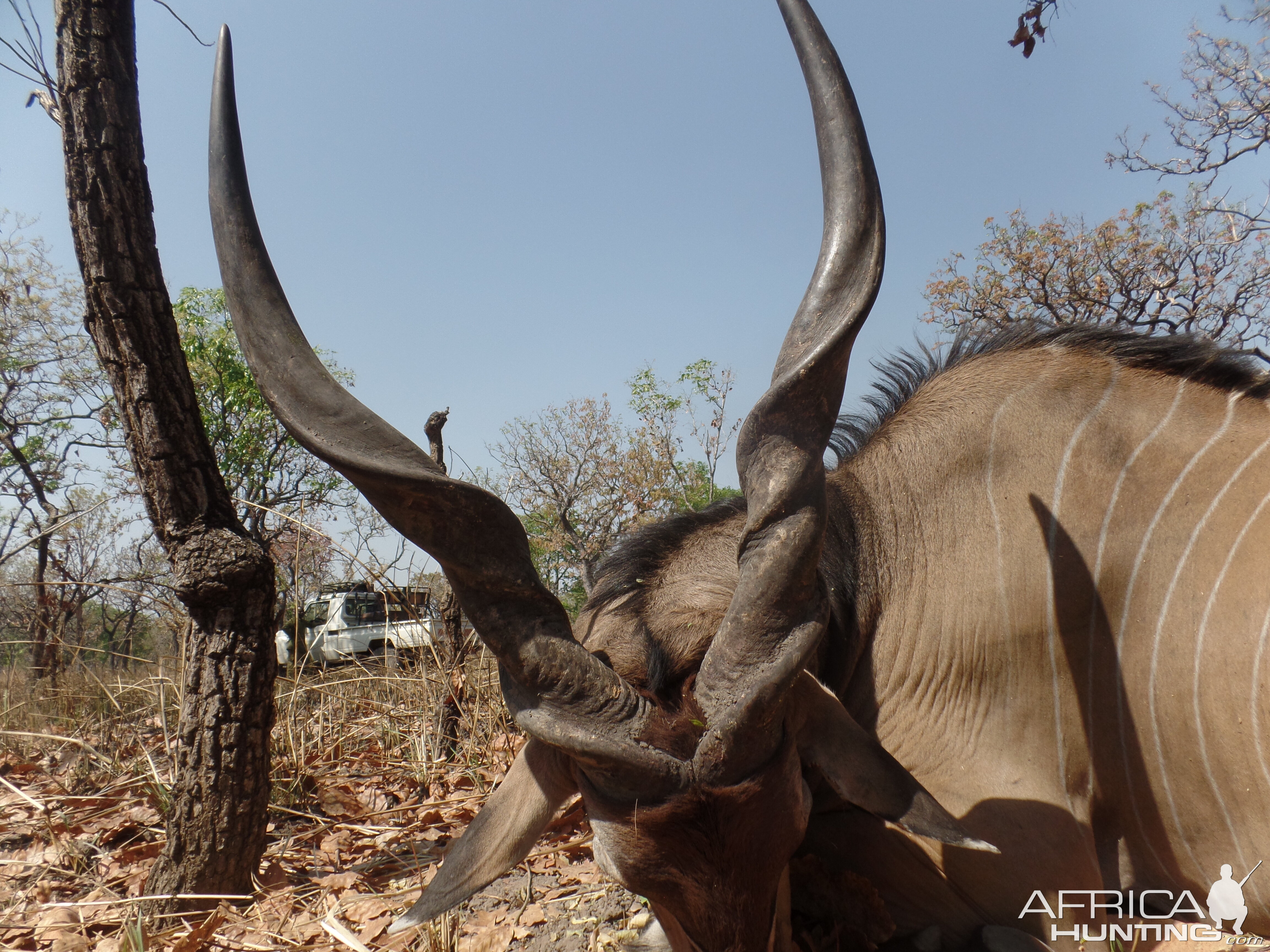 Lord Derby Eland Hunting In Cameroon