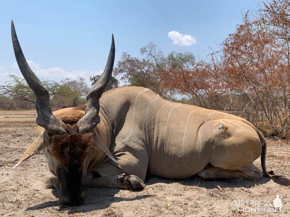 Lord Derby Eland Hunting Tanzania